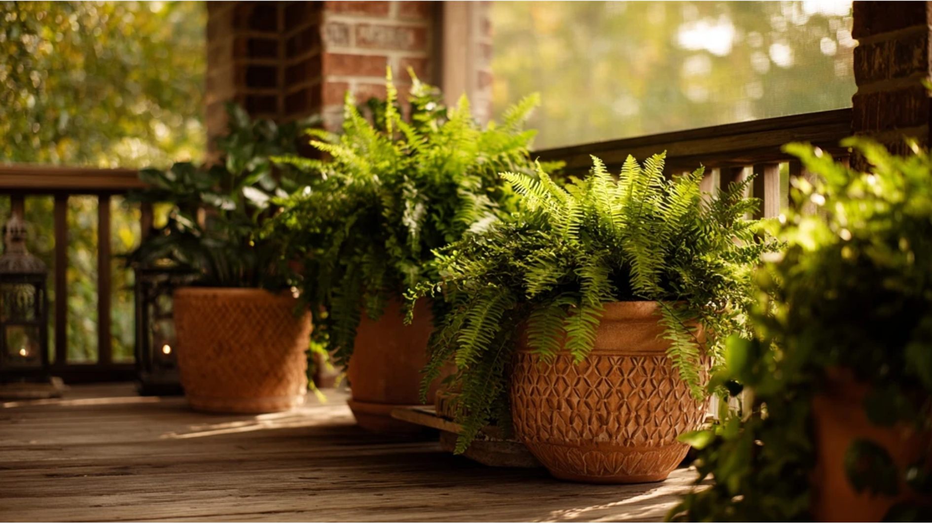 screened porch corner with matching terracotta planters grouped together with trailing plants and ferns creating a cohesive styled look