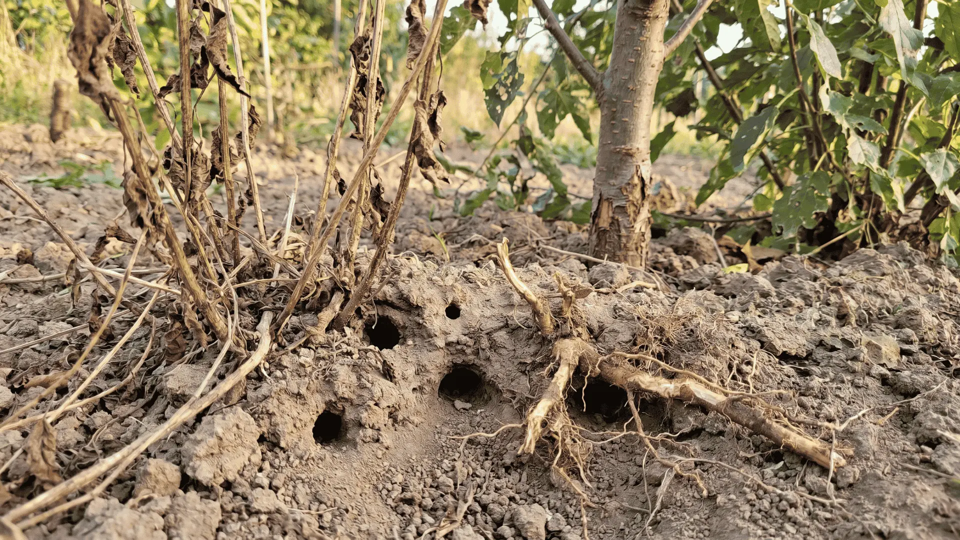 Small burrows near the surface with chewed plant stems and roots, indicating vole damage