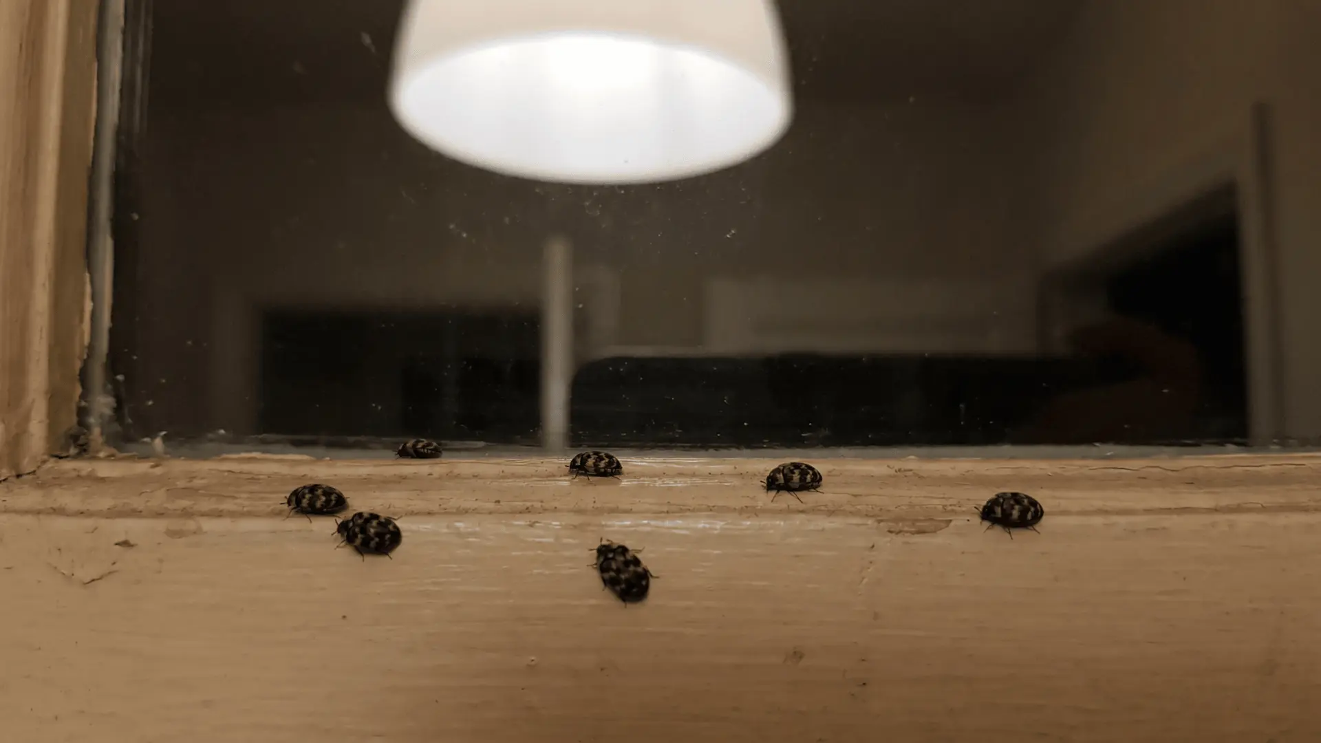Small, oval-shaped carpet beetles crawling along a windowsill near a light fixture in a dimly lit room.