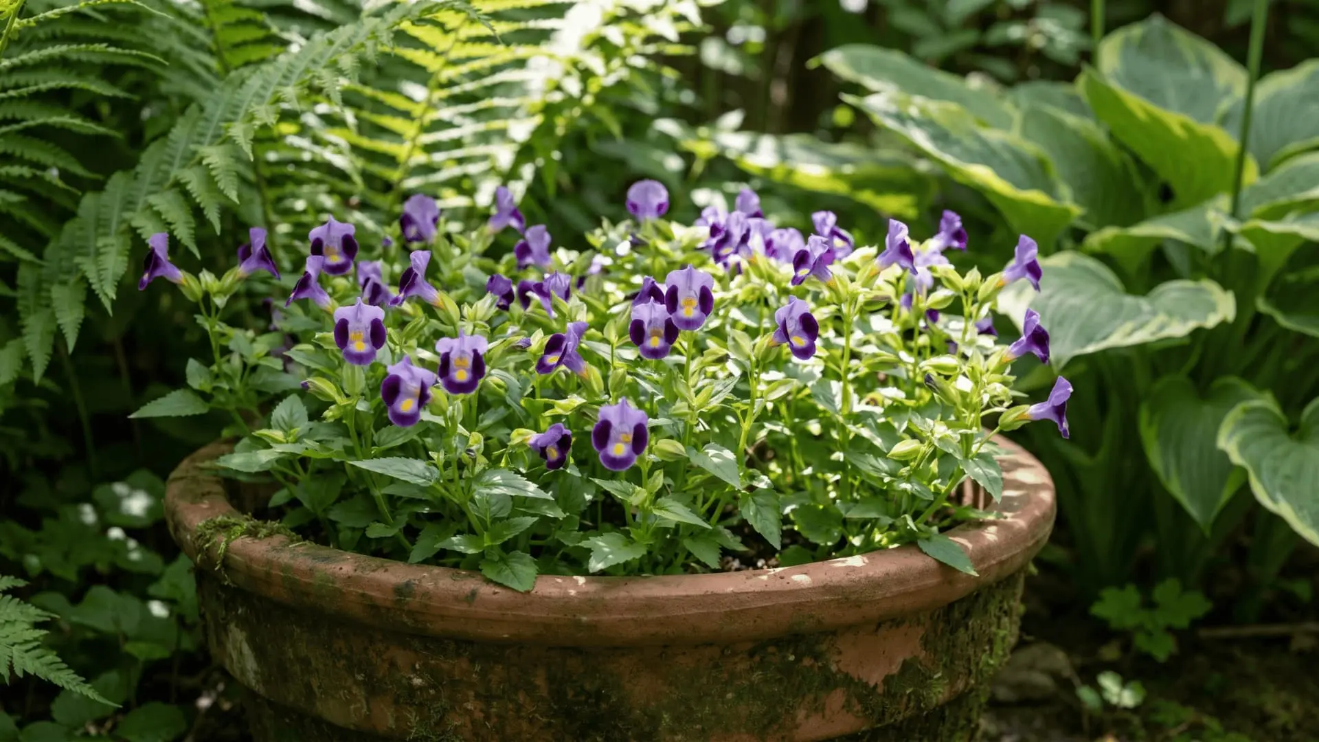 Soft purple and yellow torenia flowers growing low in a shaded container