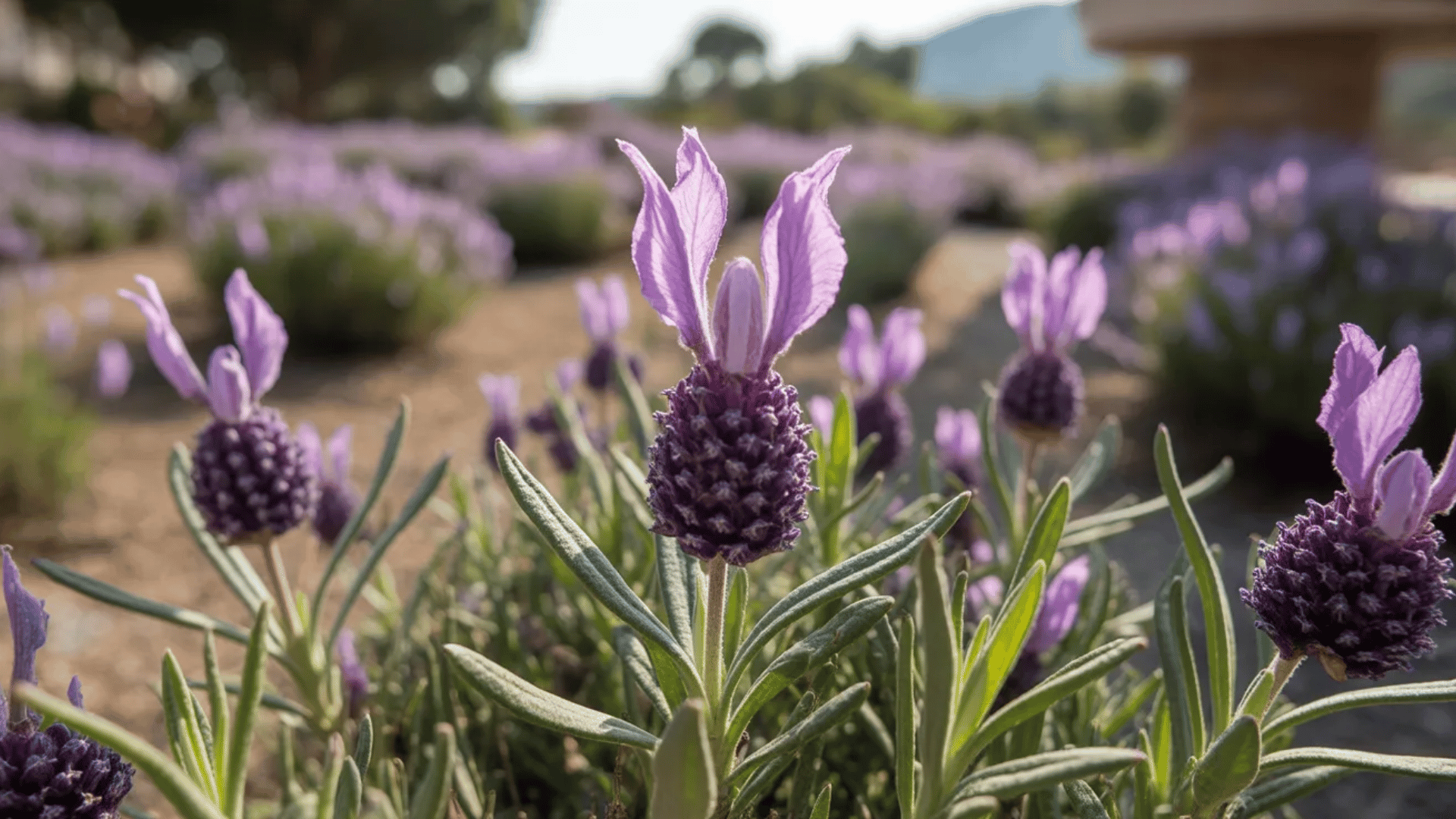 Spanish lavender blooms with pineapple-shaped heads and rabbit-ear bracts in an outdoor garden (1)