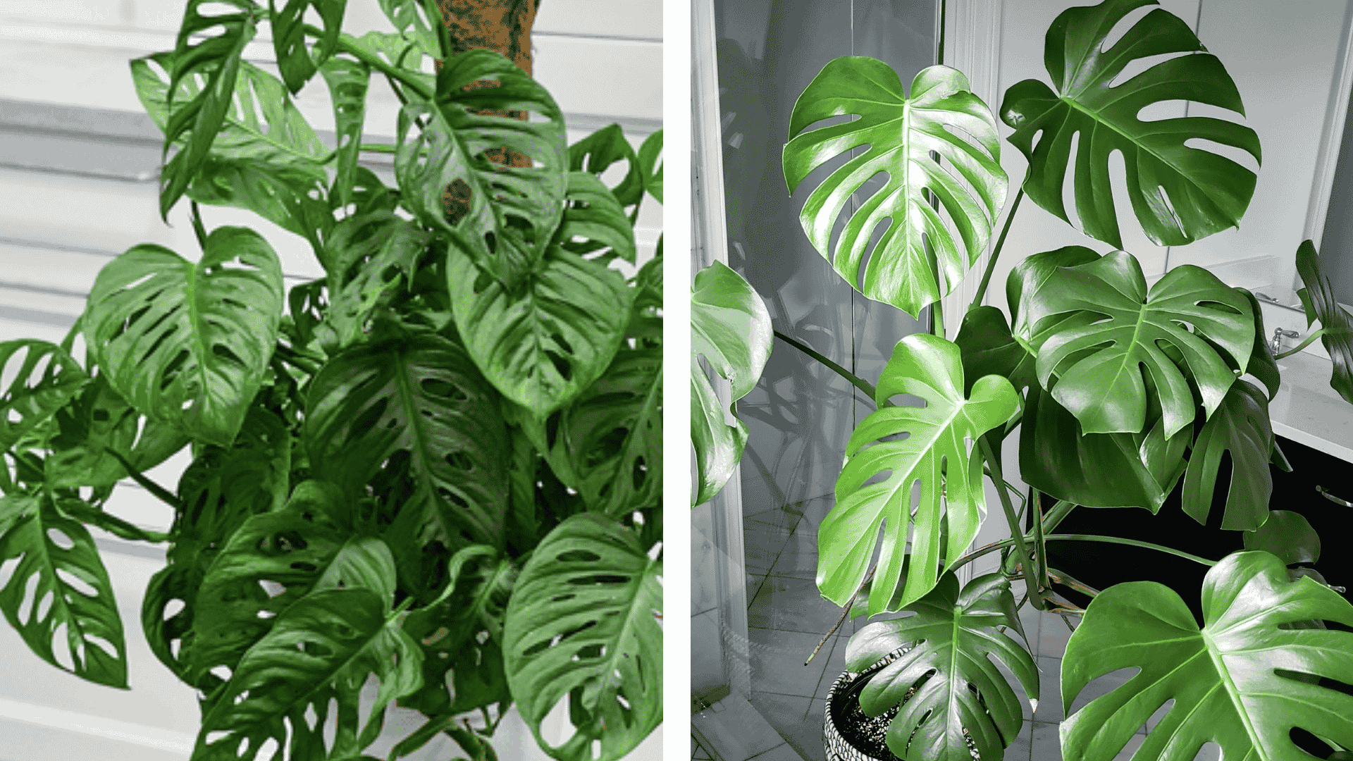 swiss-cheese-plant-vs-monstera