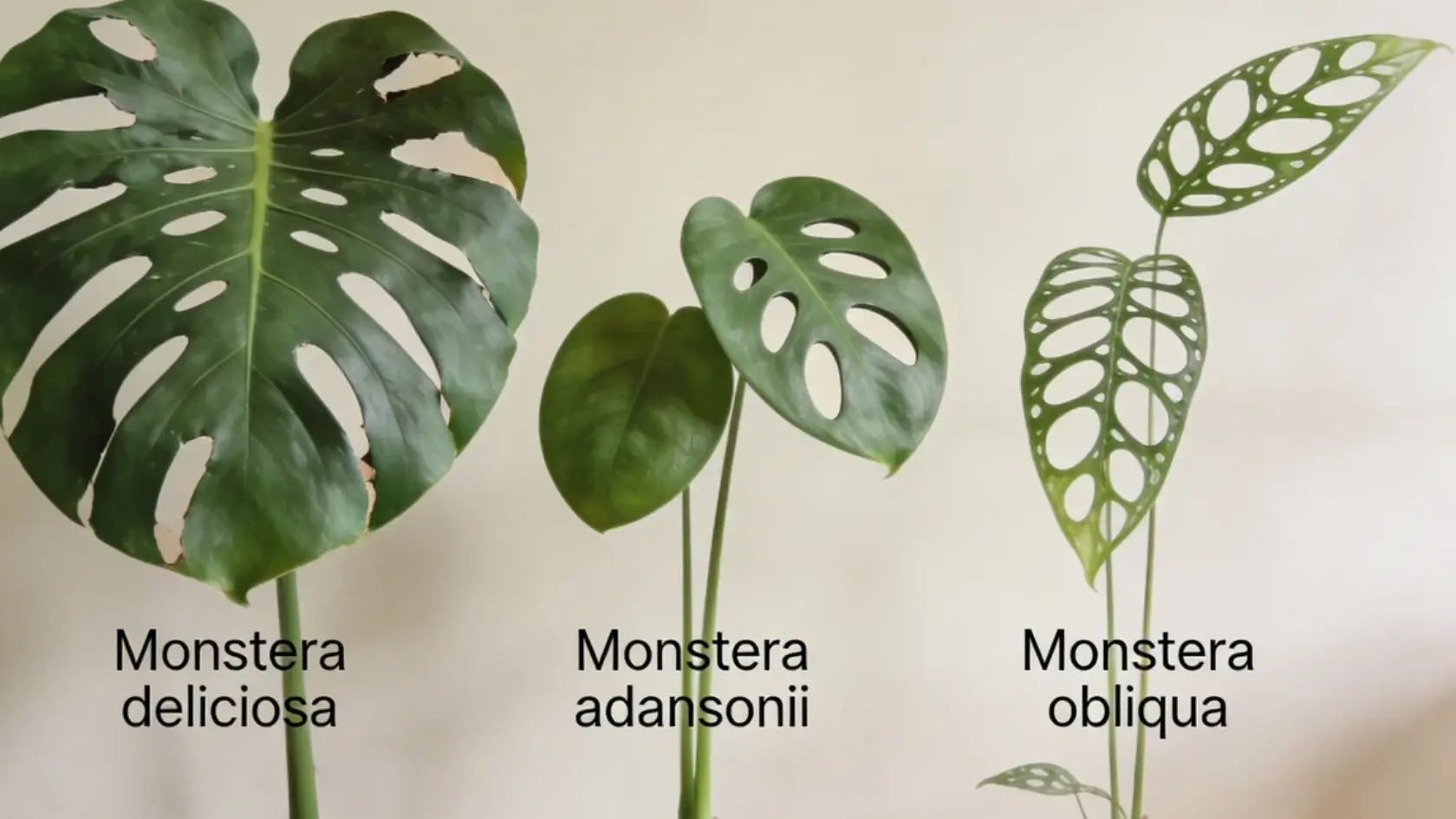Three Monstera plants showing different leaf shapes and hole patterns with labels for each species