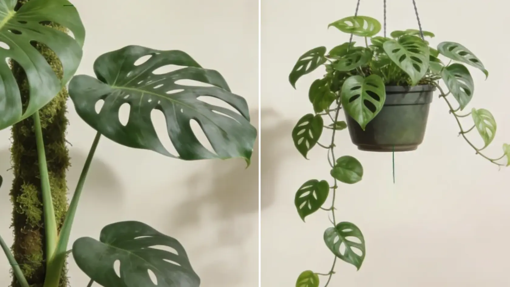 Two Monstera plants showing large upright growth and smaller trailing vine growth with labels (4)
