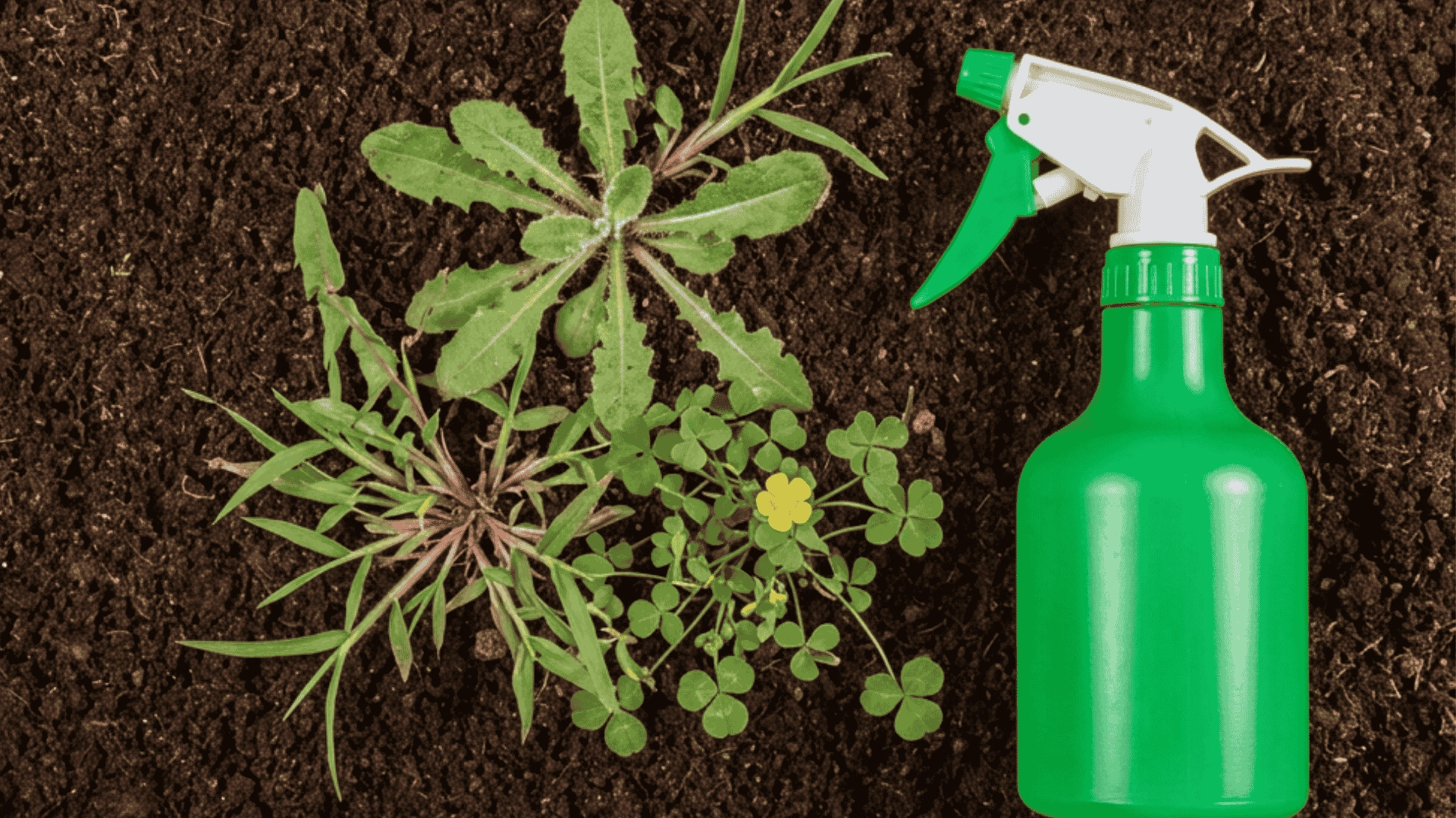 Weeds in soil next to a plain spray bottle