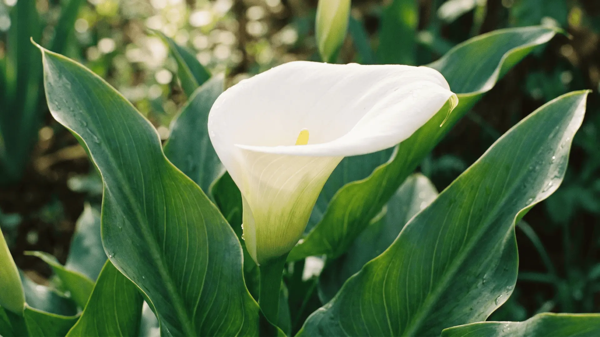 White calla lily flower with smooth trumpet shape and long green leaves