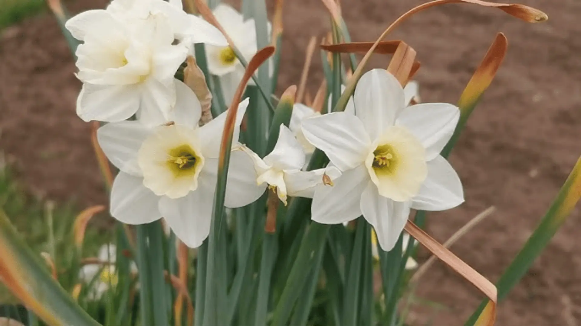 White daffodils with pale yellow centers bloom among green leaves and a few brown tips against soft soil in a garden bed.