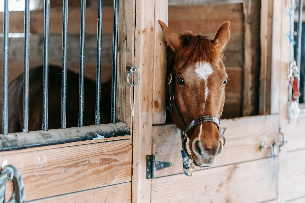 Horse Country Living