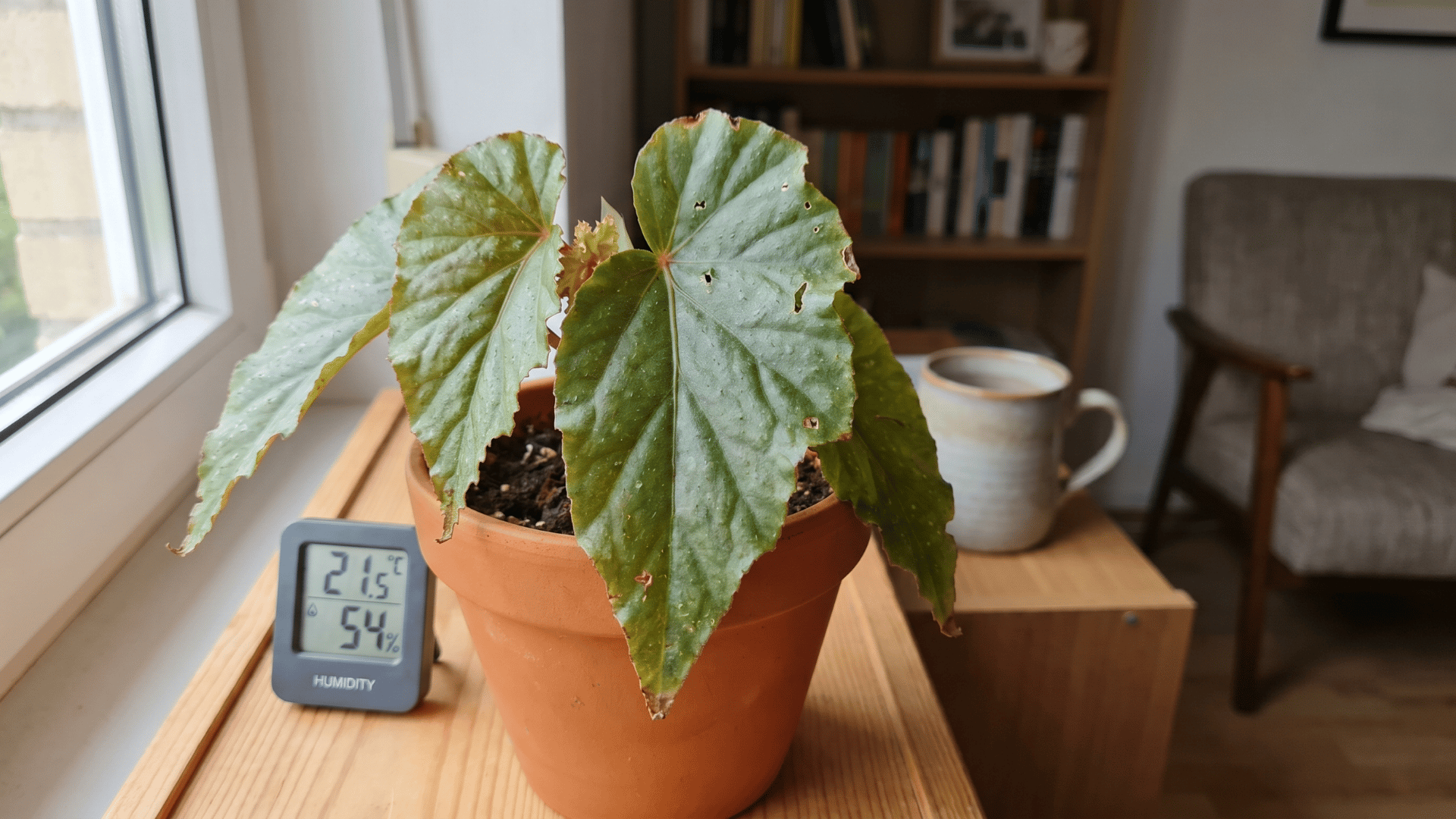 Begonia plant beside a small digital thermometer on an indoor shelf near a window