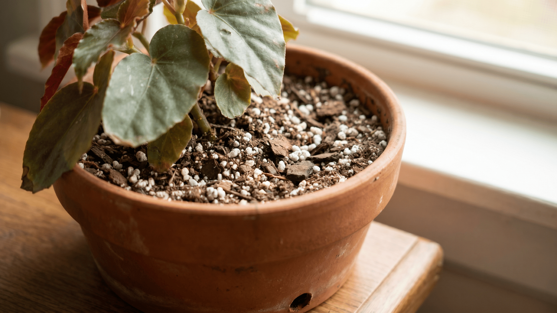 Begonia plant in a terracotta pot with loose soil mix containing perlite and bark pieces indoors