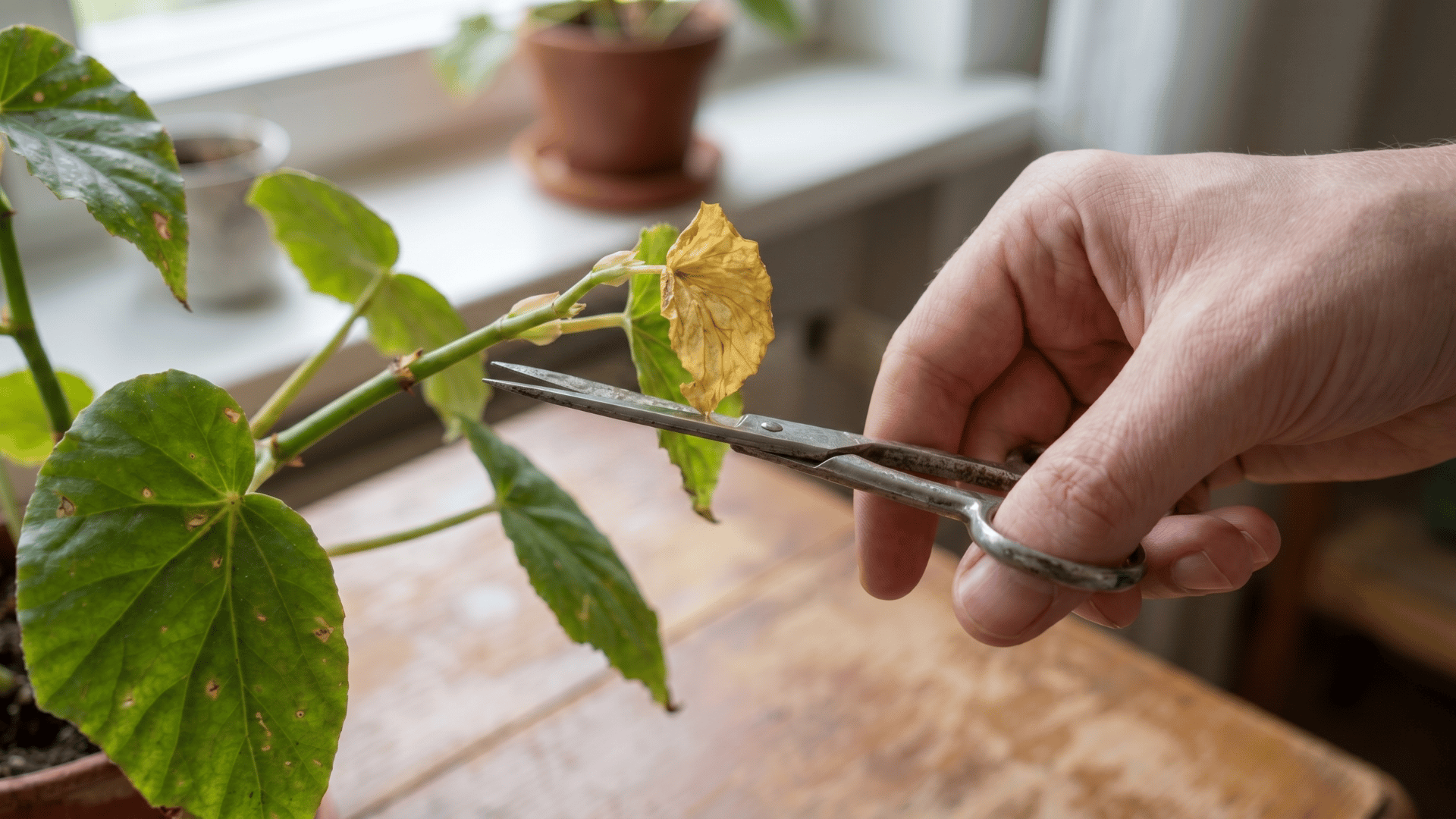 Hand using pruning scissors to trim a yellow leaf from an indoor begonia plant