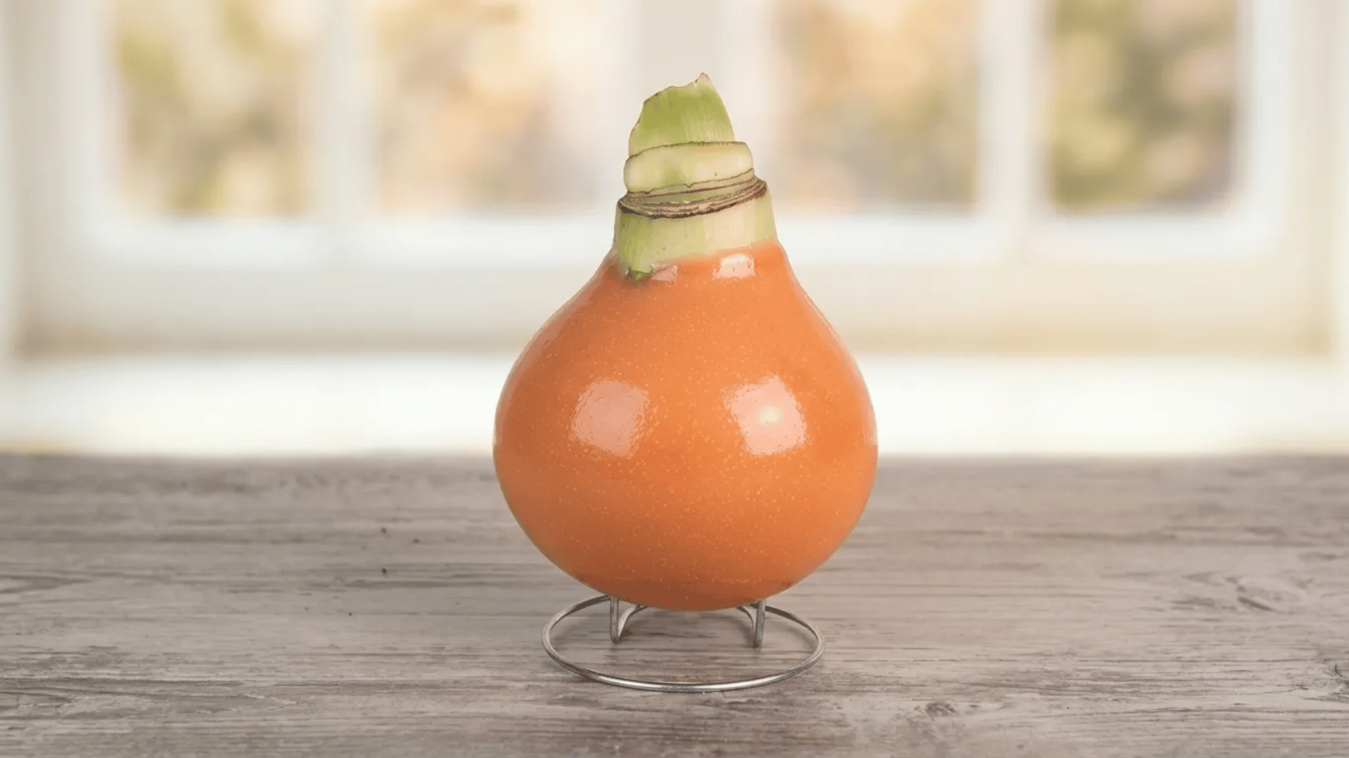 Orange waxed amaryllis bulb on a metal stand placed on a wooden surface indoors.