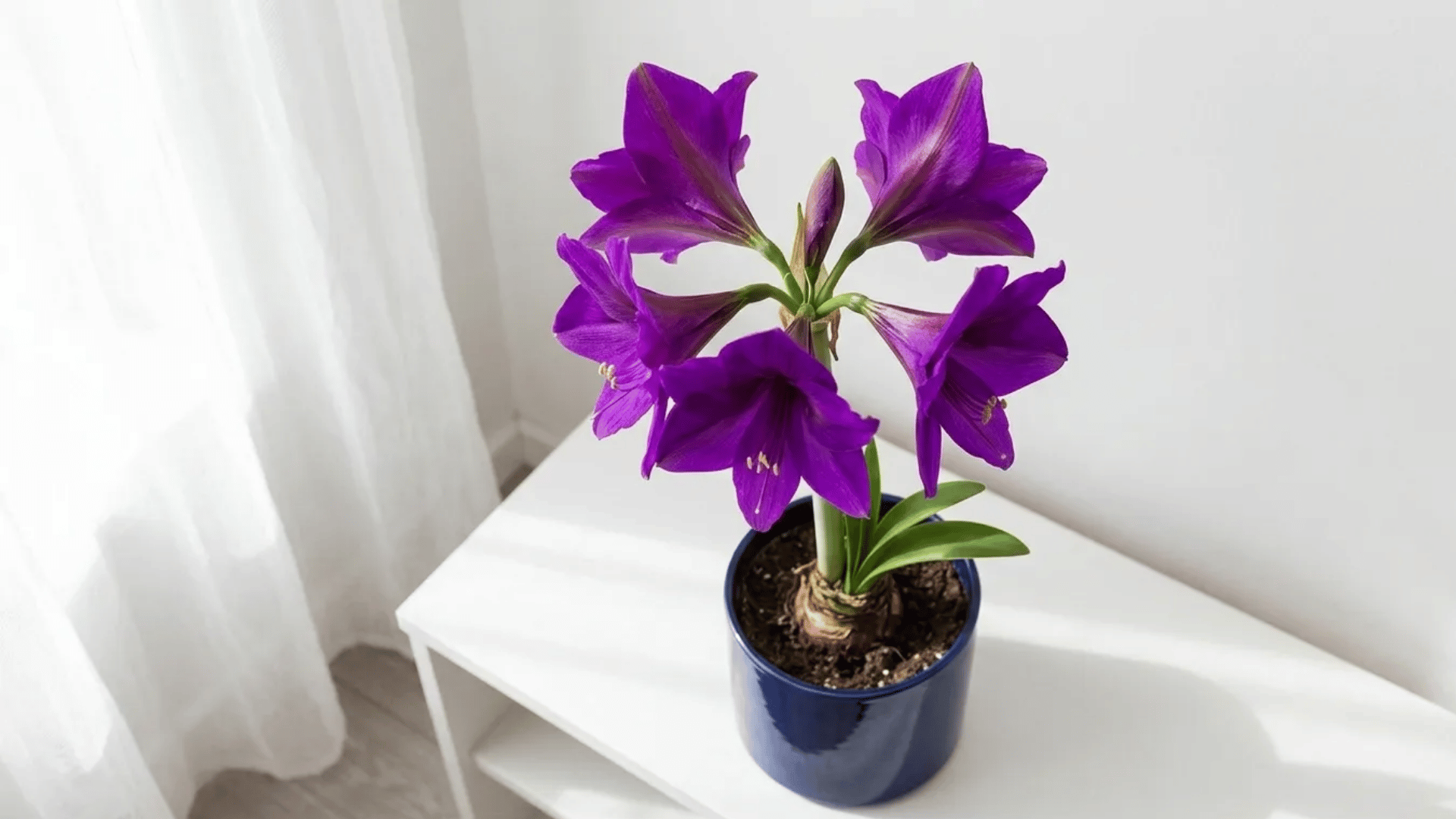 Purple amaryllis flowers in a blue pot placed on a white table near a bright window.