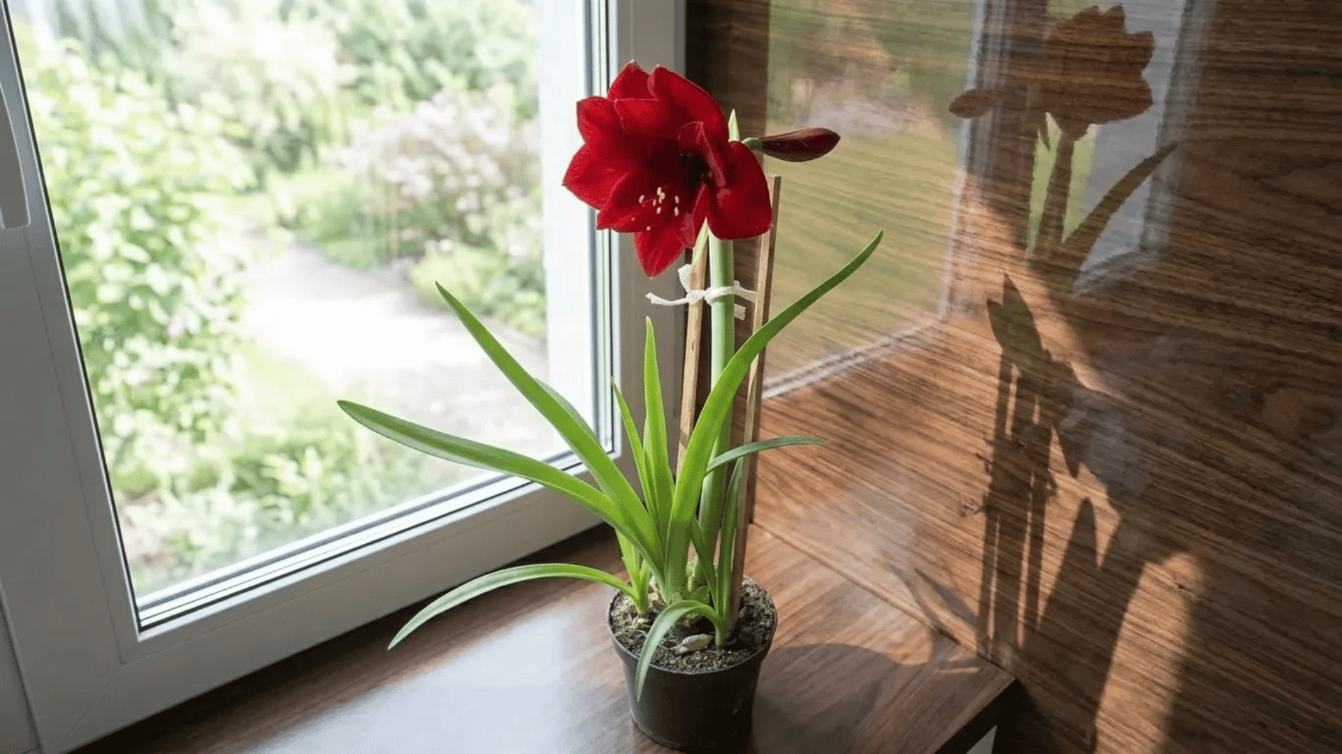Red amaryllis plant with long green leaves placed beside a sunny window indoors.