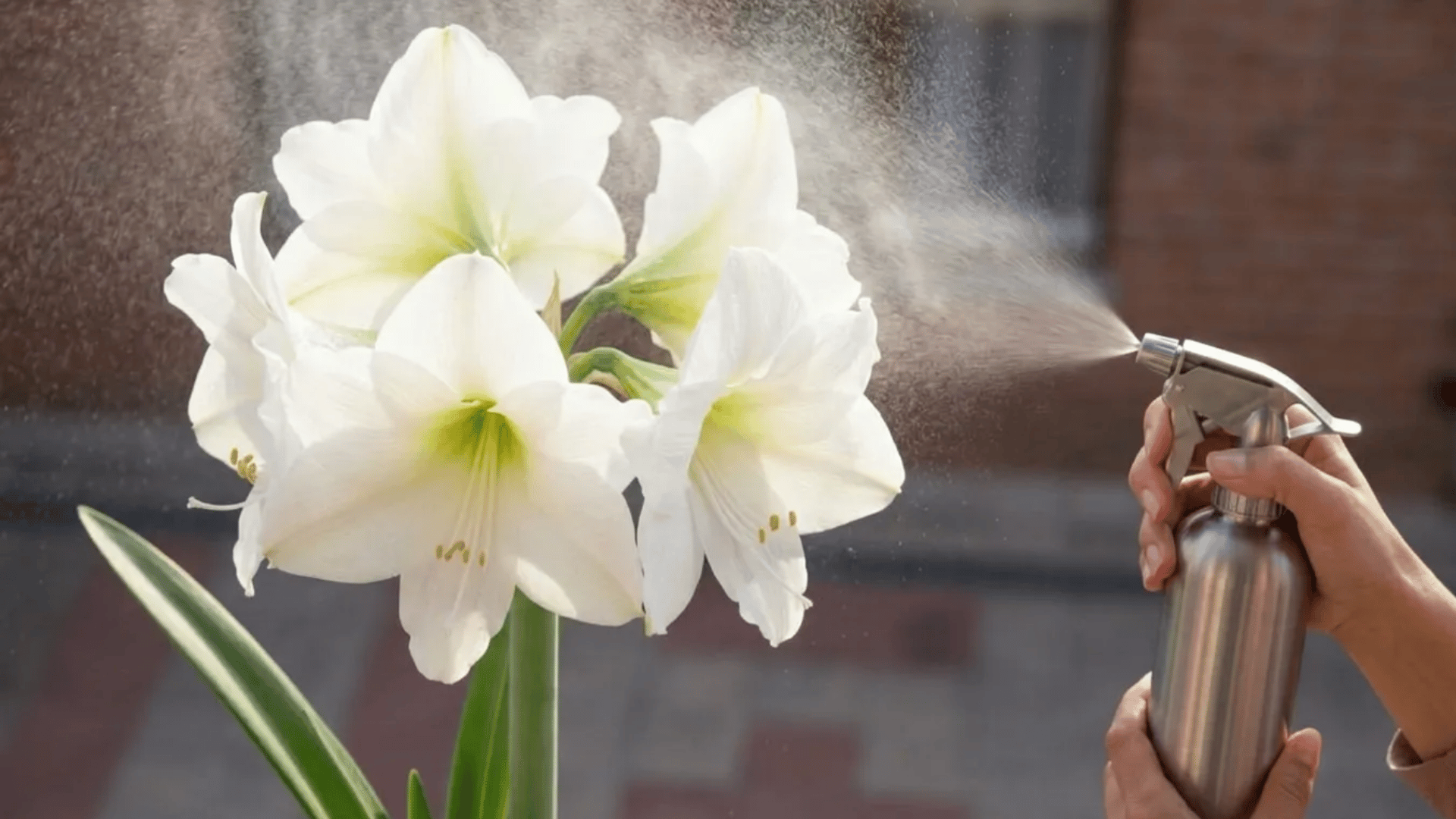 White amaryllis flowers being lightly misted with a spray bottle indoors near a window.