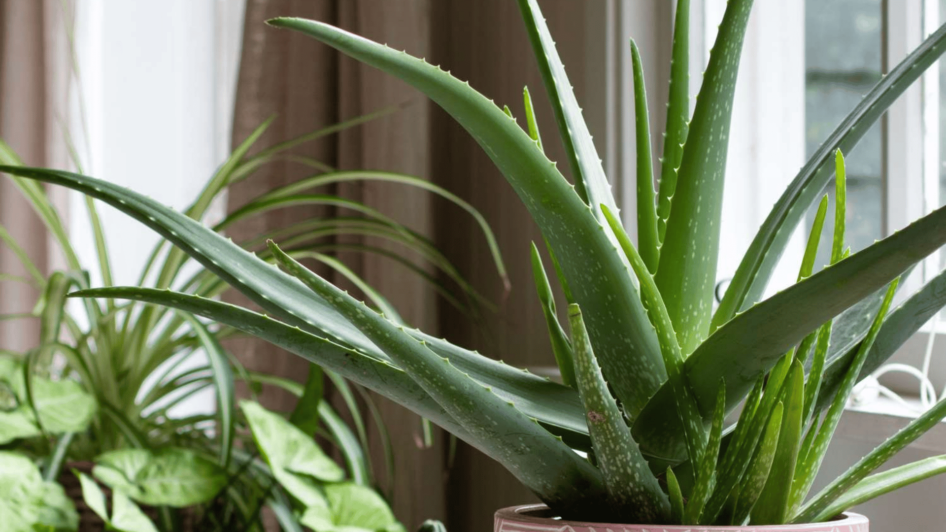 Aloe vera plant with thick green leaves in a patterned pot placed near a bright indoor window.
