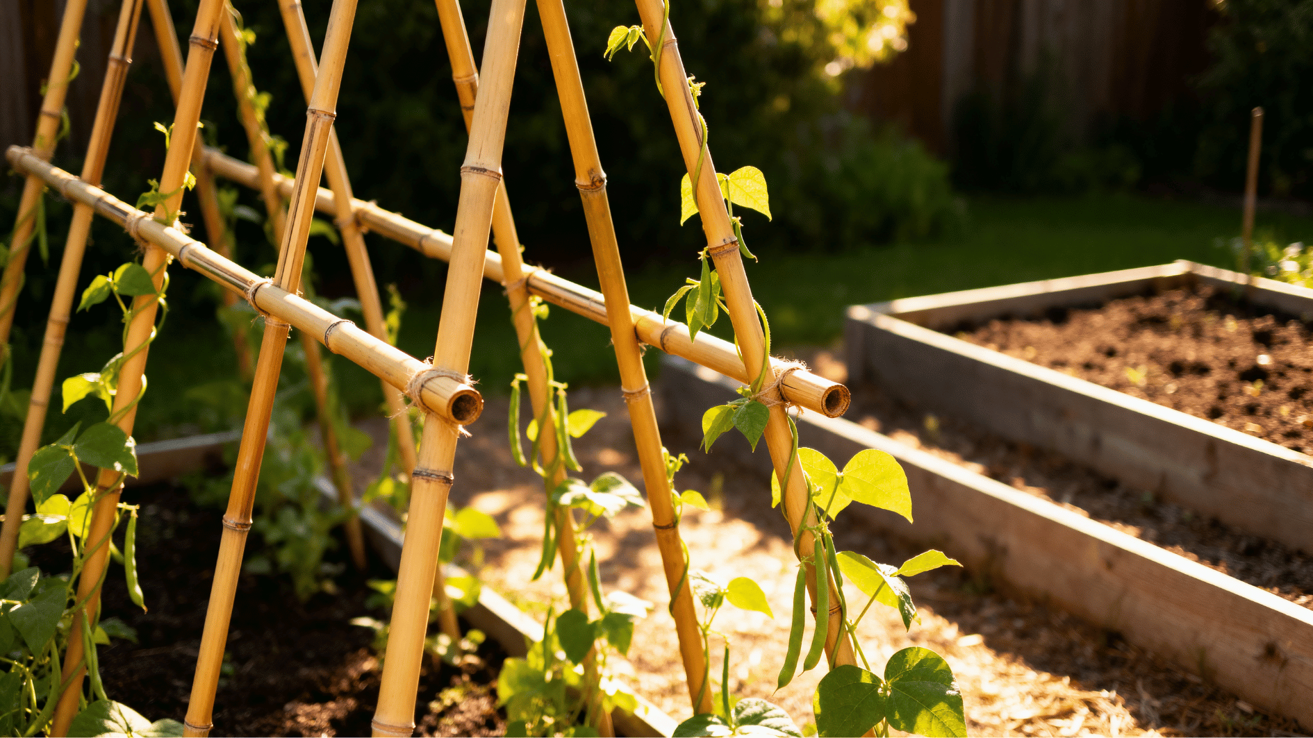 bamboo teepee trellis with climbing bean vines beside raised garden beds in warm backyard sunlight
