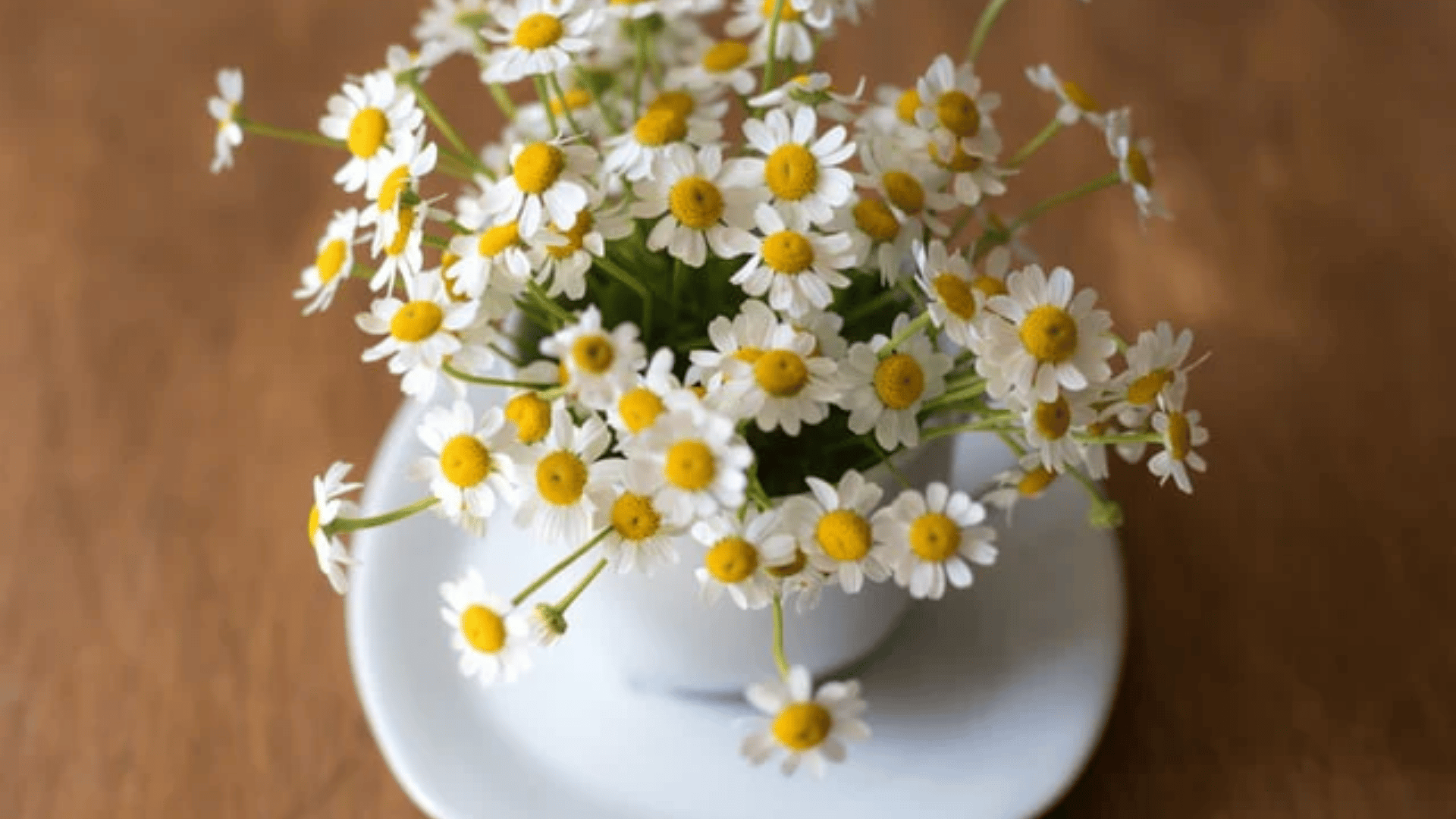 Chamomile flowers in a white vase placed on a wooden table with small white and yellow blooms.