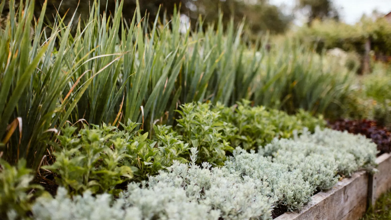 close-up of garden bed with plants arranged by height from back to front