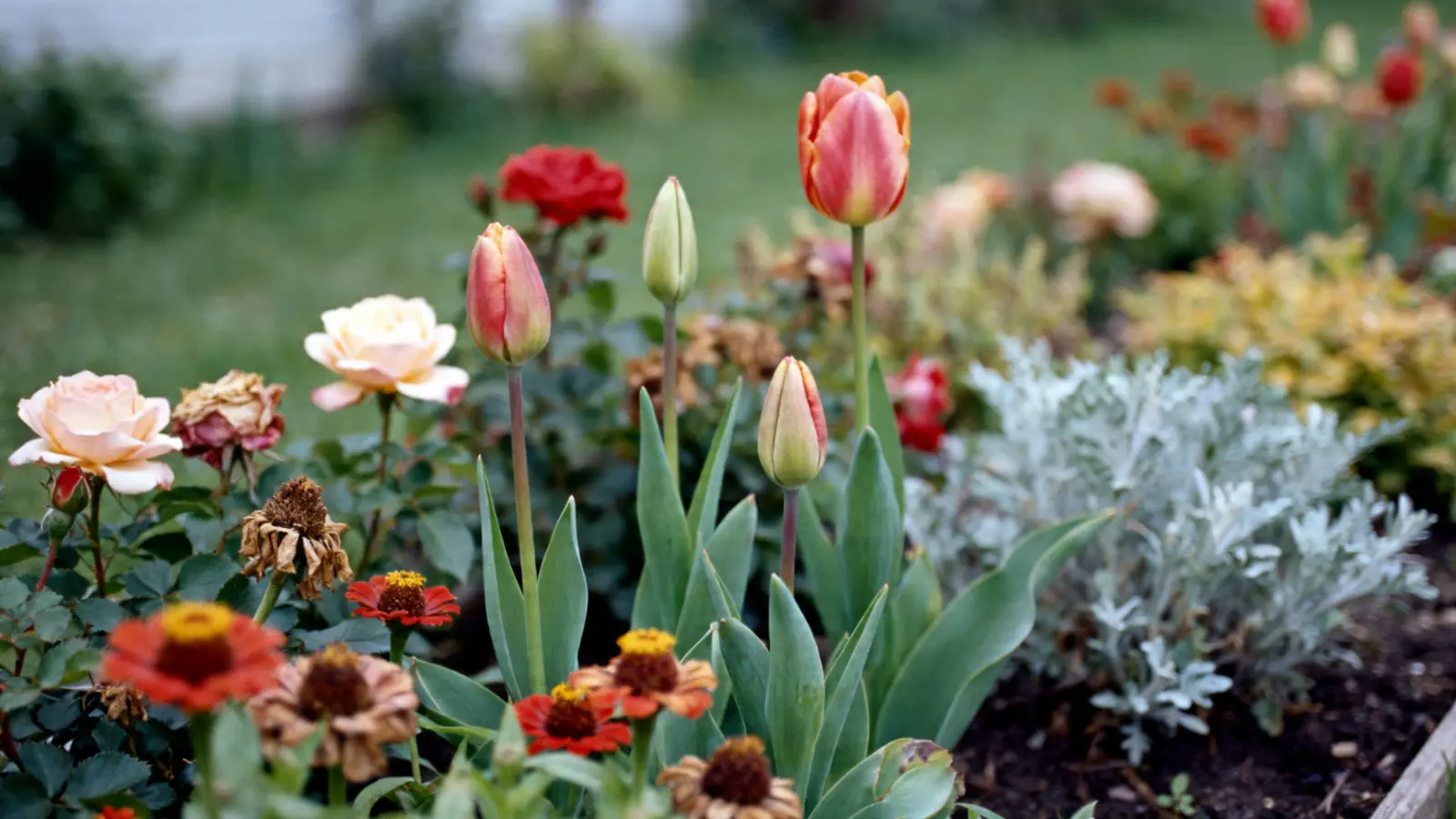 close-up of garden with tulips, roses, and zinnias in different bloom stages