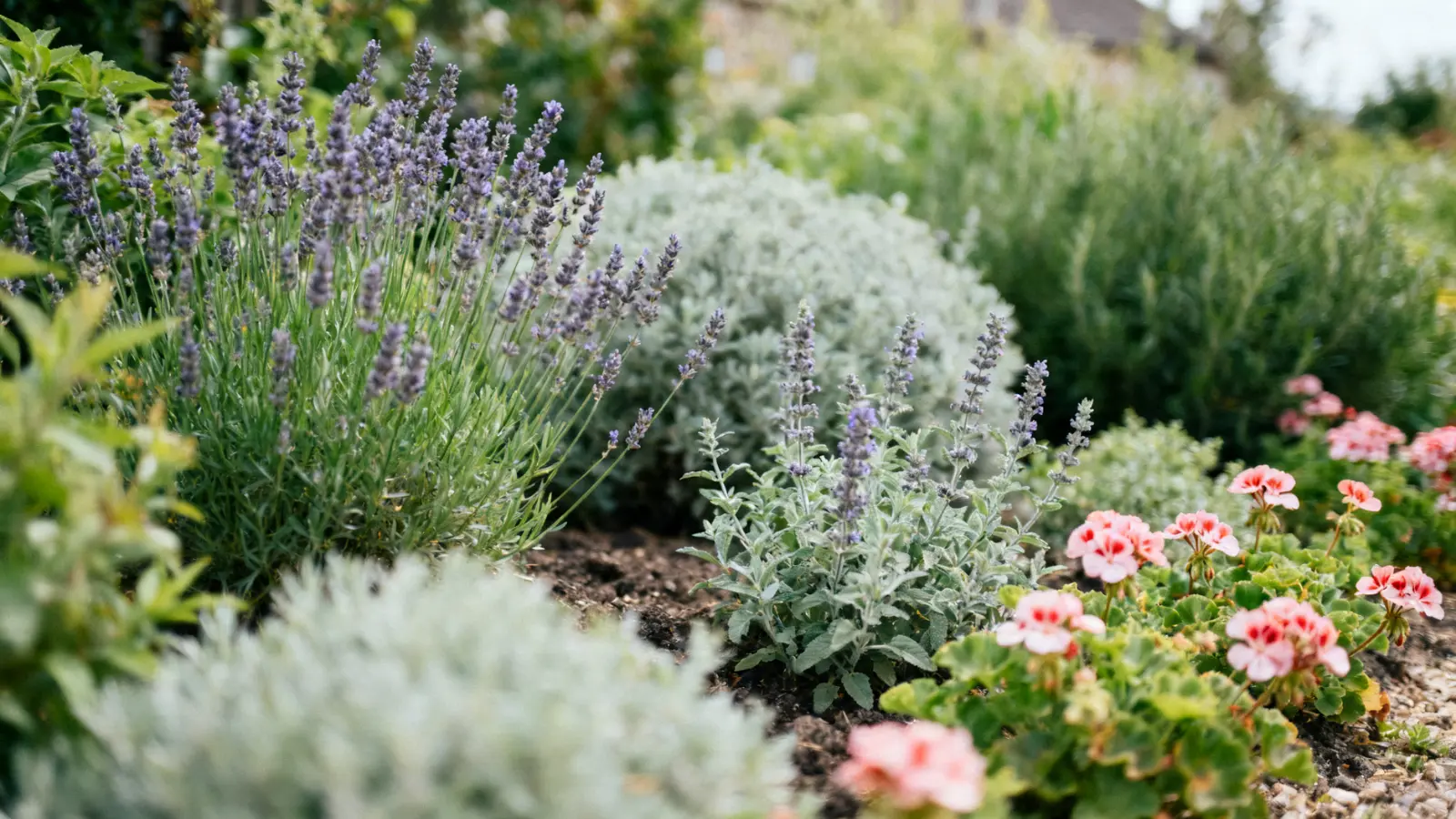 close-up of lavender and ground plants filling gaps between garden plants
