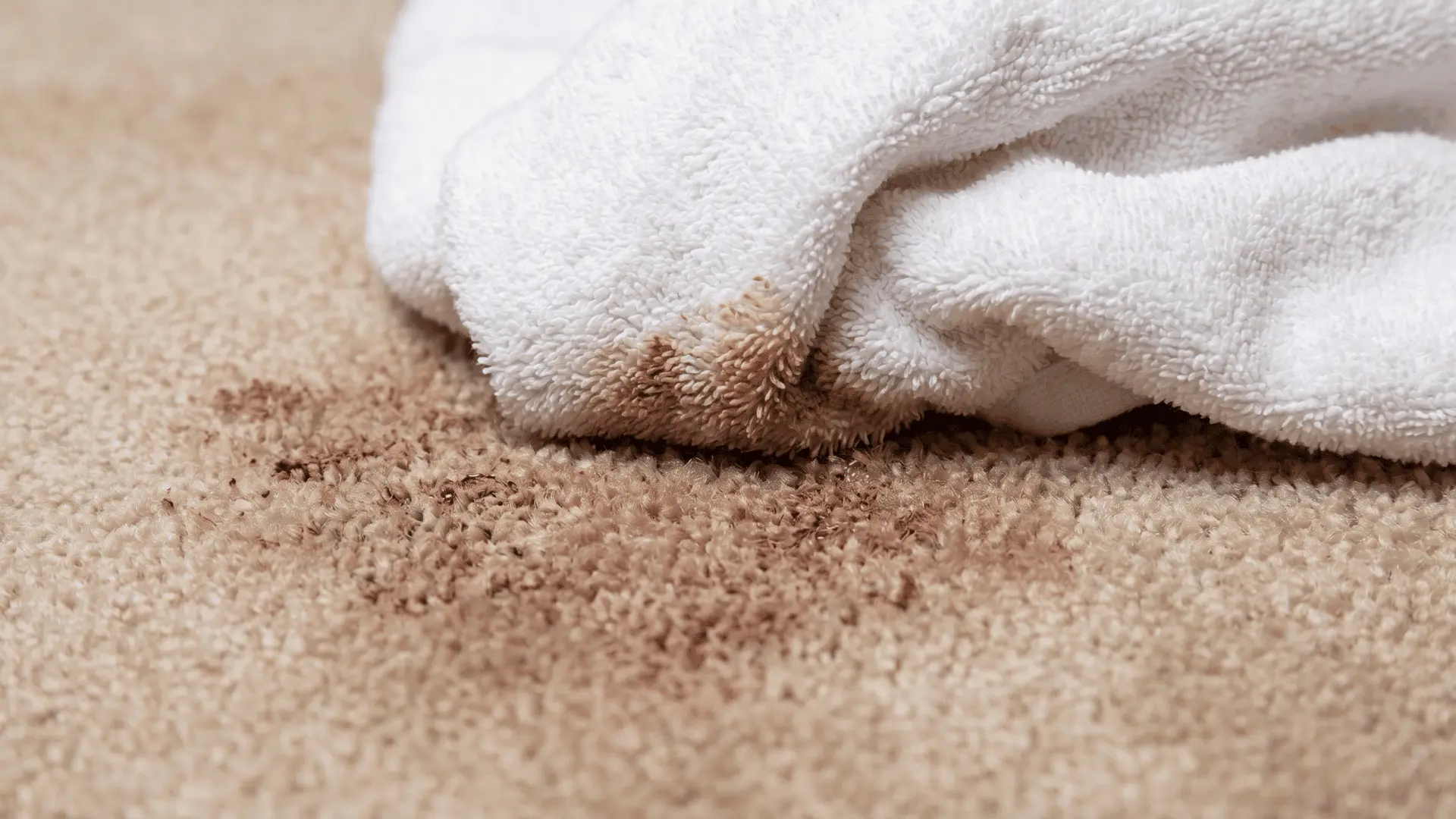 Cloth absorbing moisture and paint residue from carpet Brush scrubbing softened paint from carpet fibers