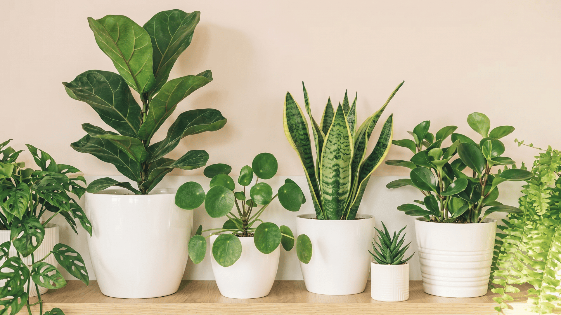 Collection of indoor plants in white pots arranged on a wooden shelf with lush green foliage indoors.