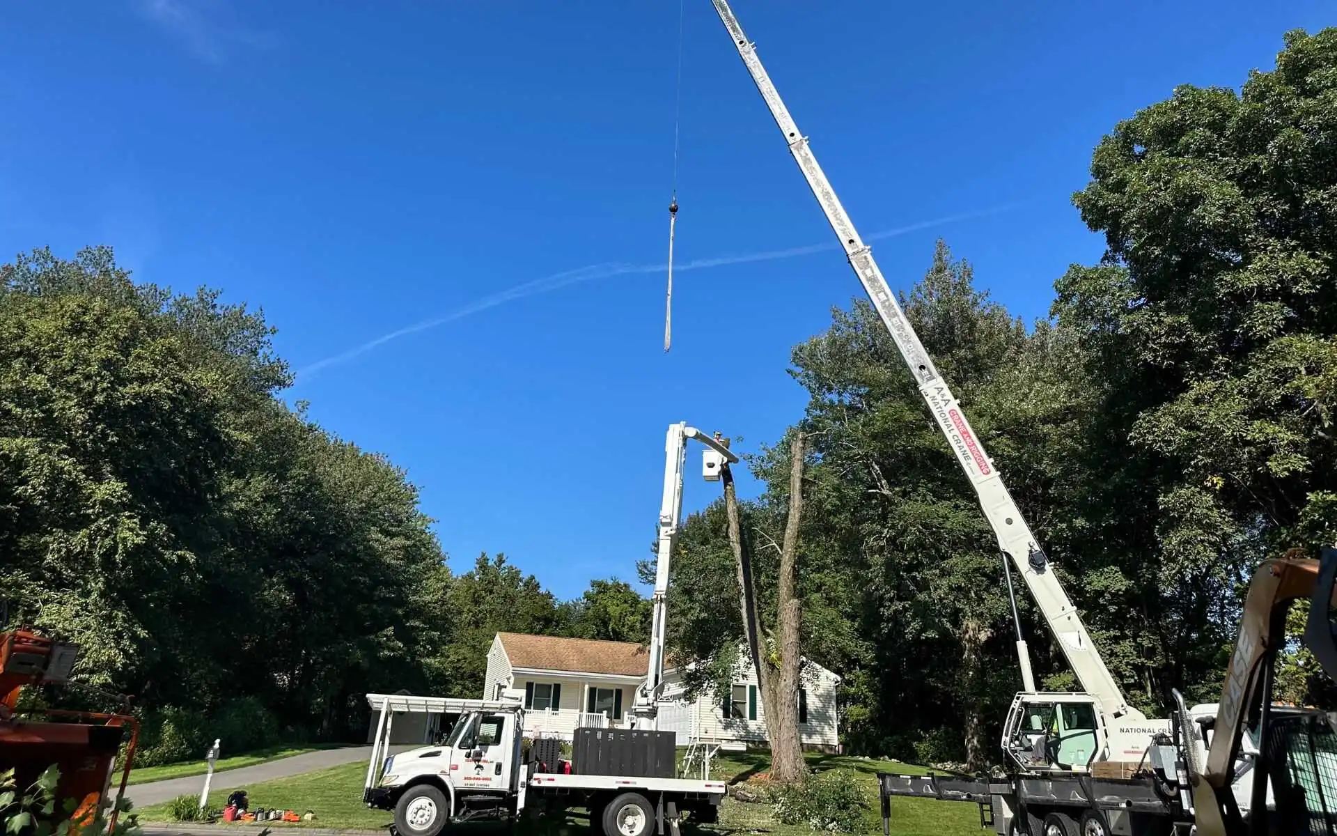 Crane-Assisted Tree Removal: The Safest Solution for Large and Dangerous Trees