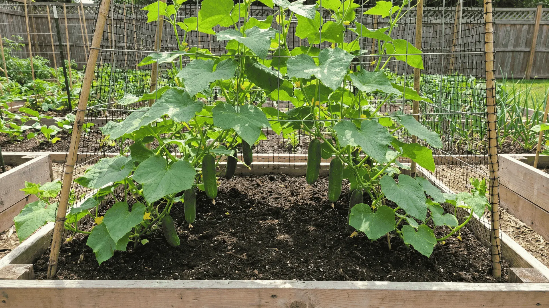 Cucumber plants growing vertically on a trellis in a raised garden bed with hanging cucumbers and open airflow around the vines.