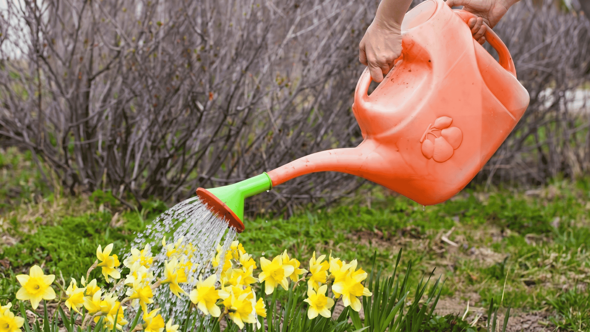 A person watering blooming yellow daffodils in a garden using an orange watering can with a green spout.
