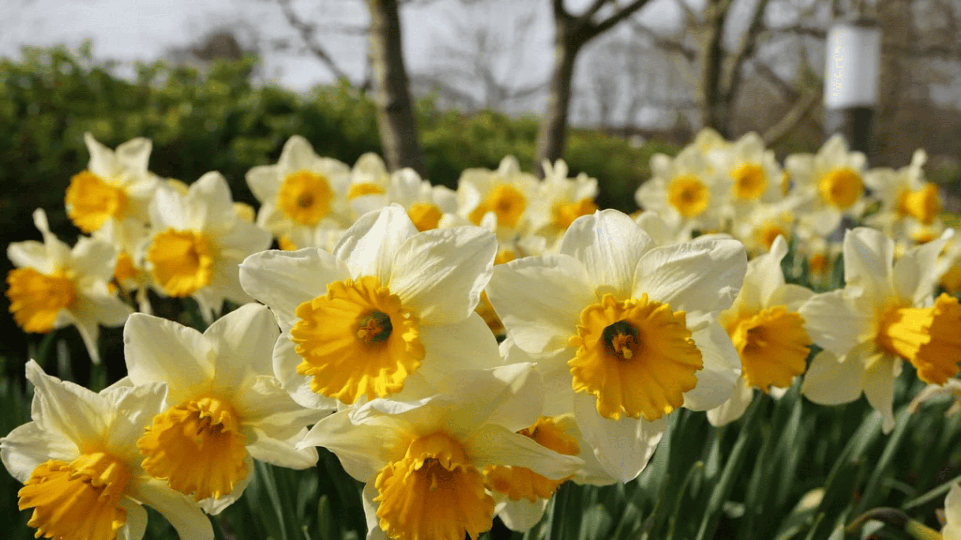 daffodil flowers with white petals and yellow centers in a garden