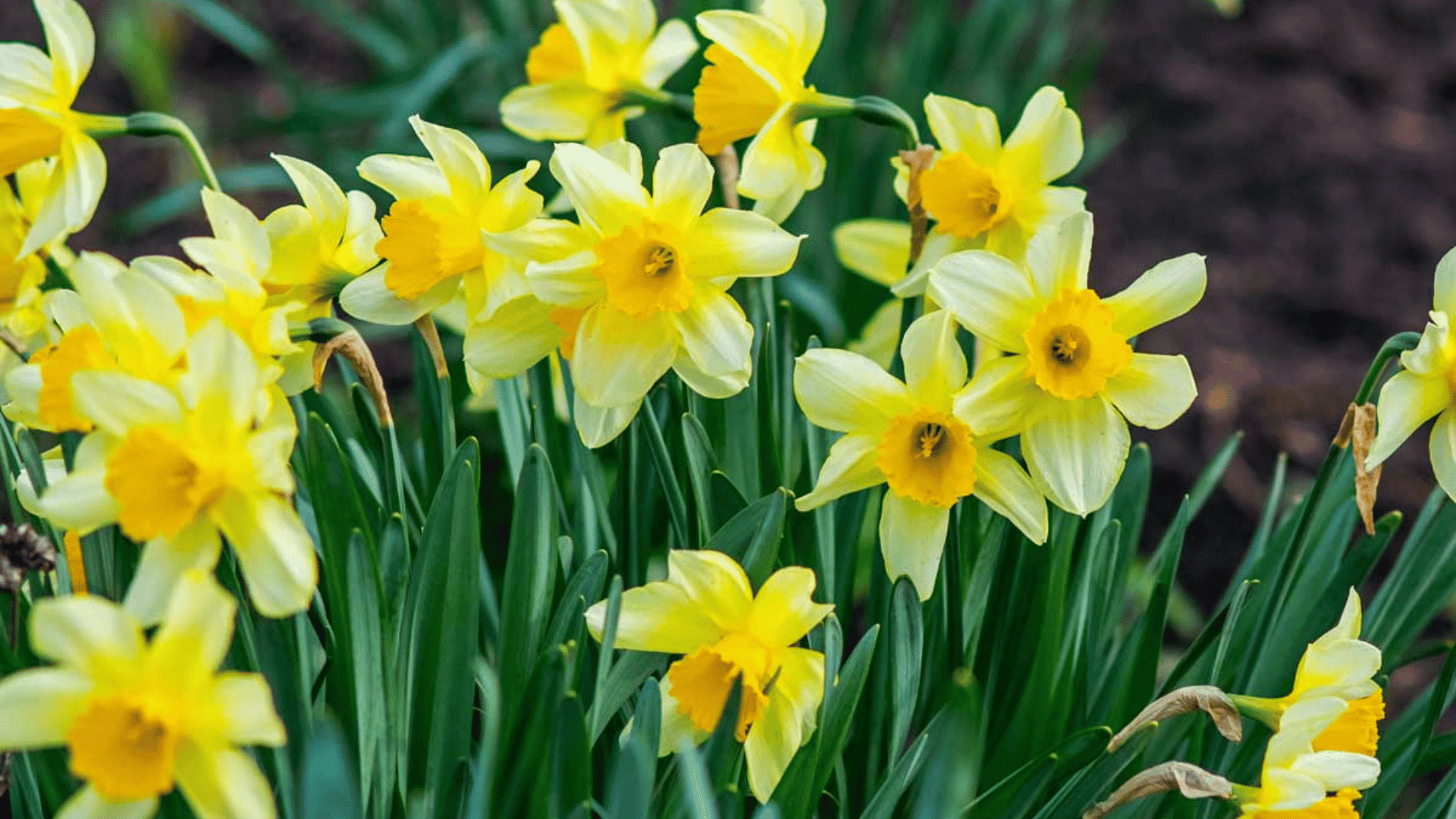 Yellow daffodils with bright trumpet centers growing in green foliage in a garden setting