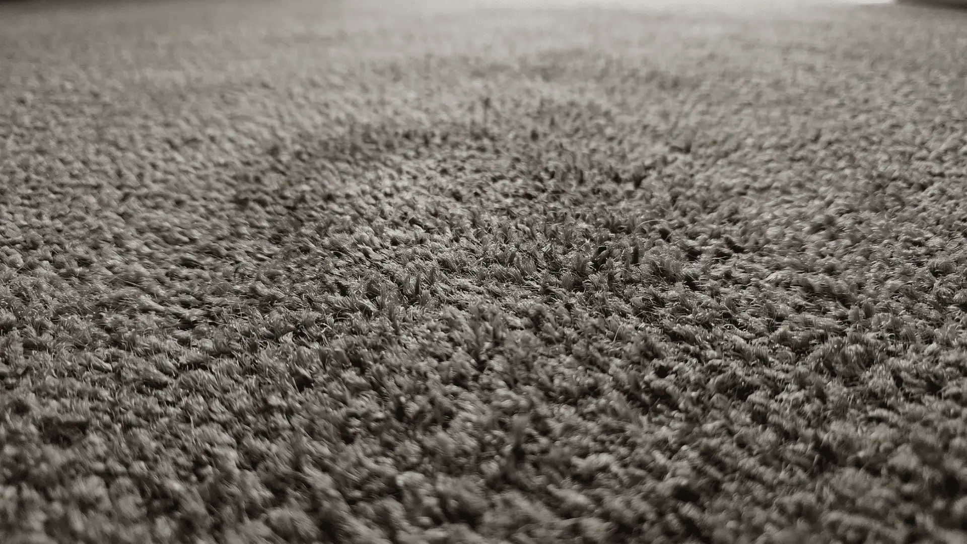 Damp carpet fibers with no visible paint after cleaning
