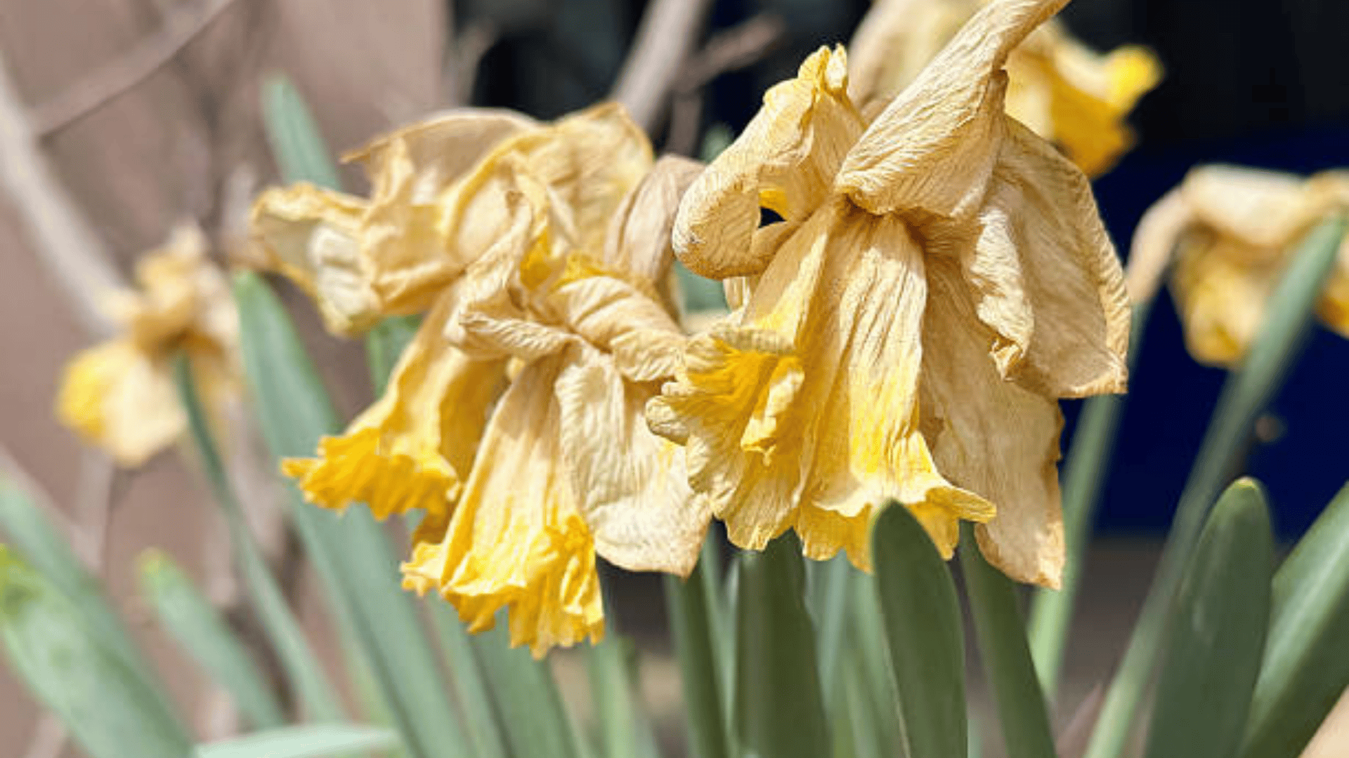 Wilted and dried yellow daffodils with drooping petals in a garden, showing signs of aging or poor health.