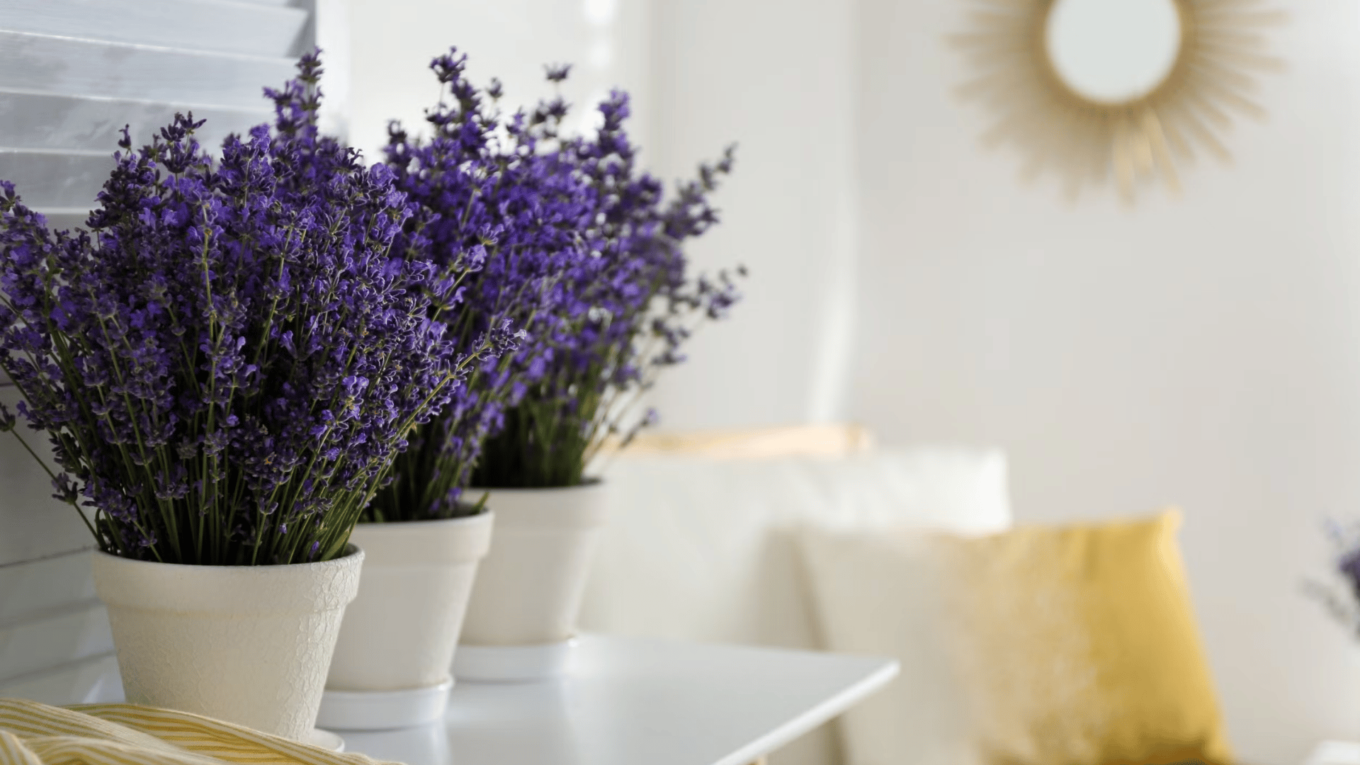 Lavender plant with purple flowers in a small white pot placed on a light marble surface indoors. (1)