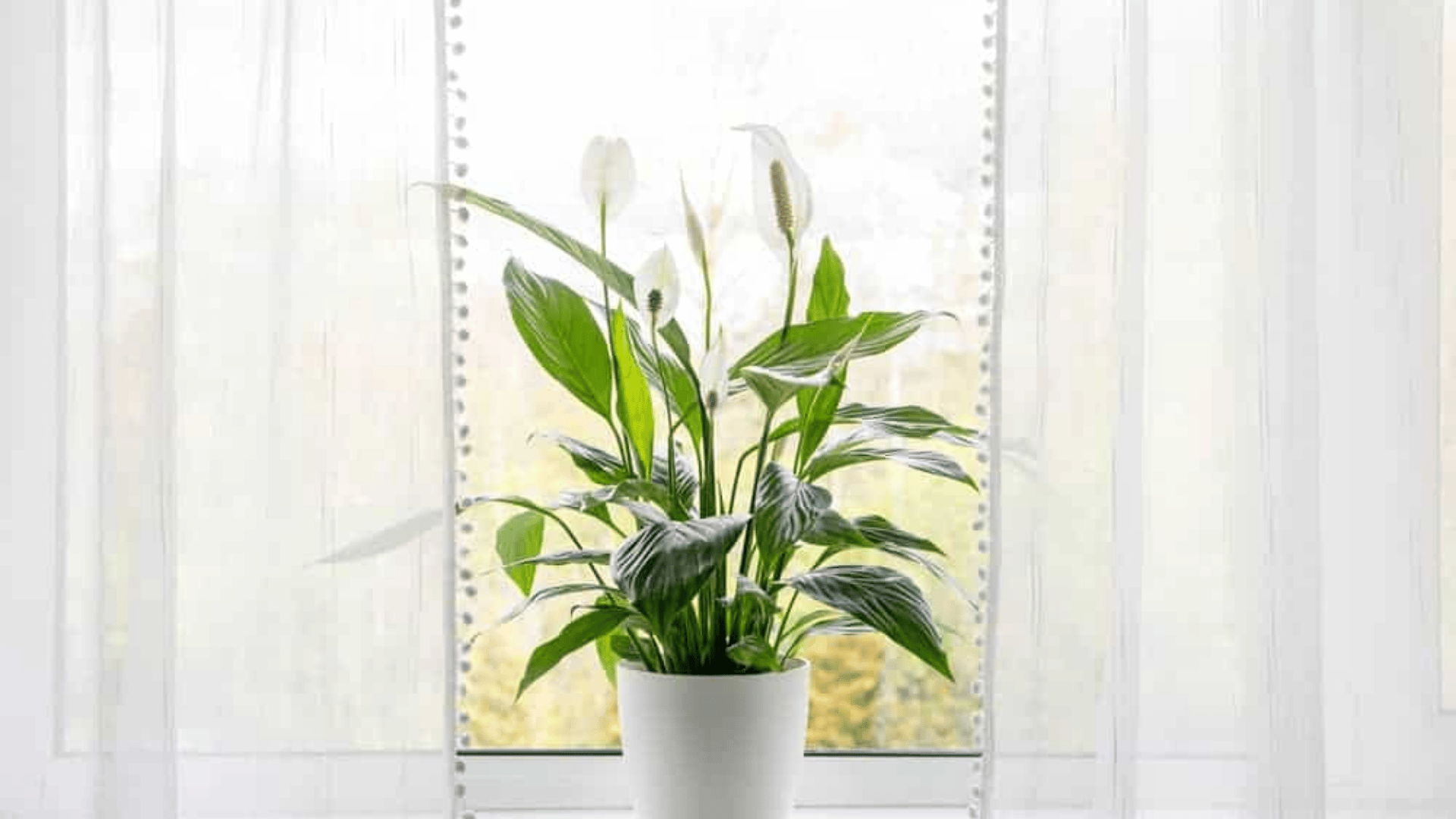 Peace lily plant with white flowers in a white pot placed near a bright window with soft curtains.
