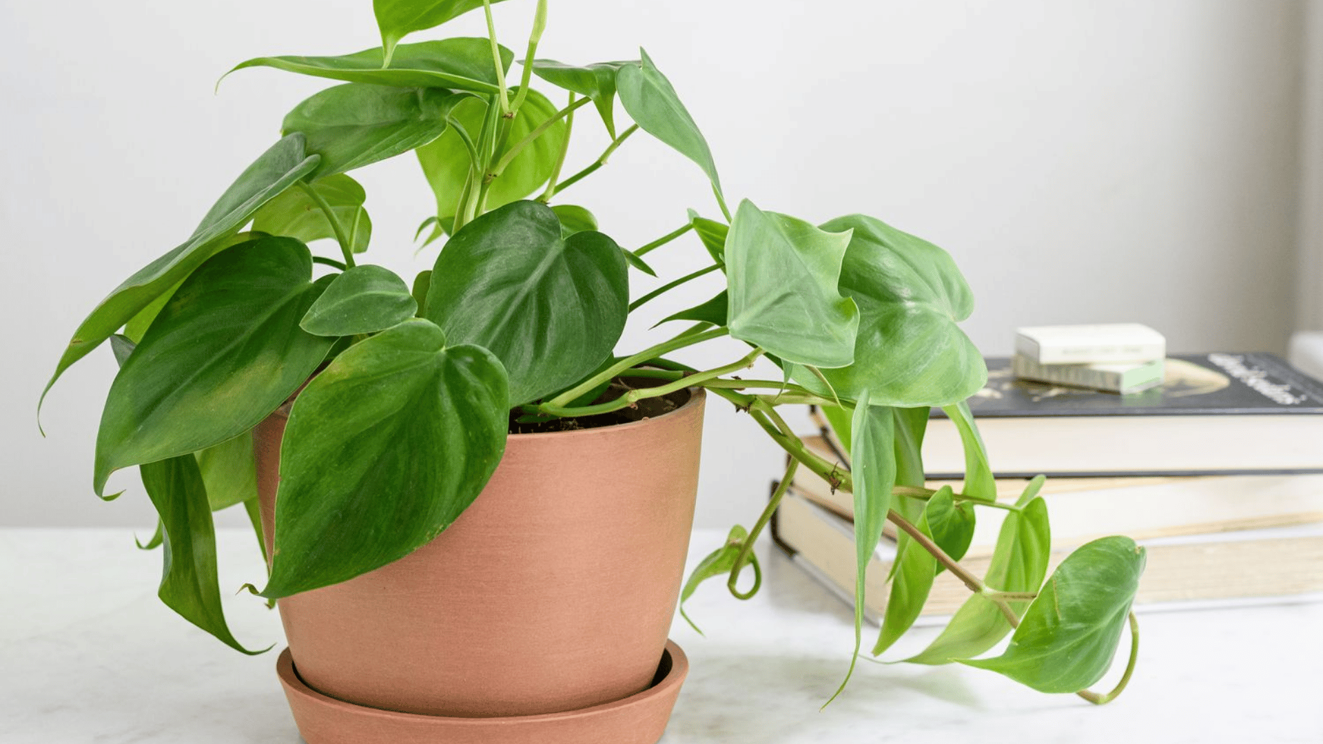 Philodendron plant in a terracotta pot with trailing green leaves placed beside stacked books indoors.