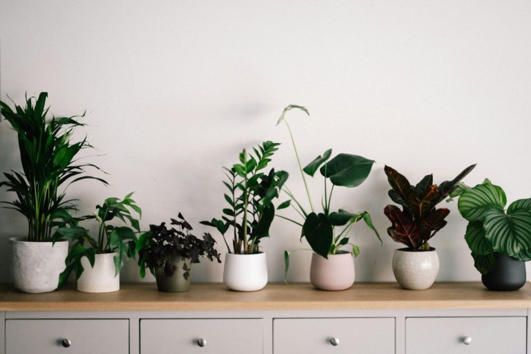 How Greenery Quietly Changes the Way a Room Feels