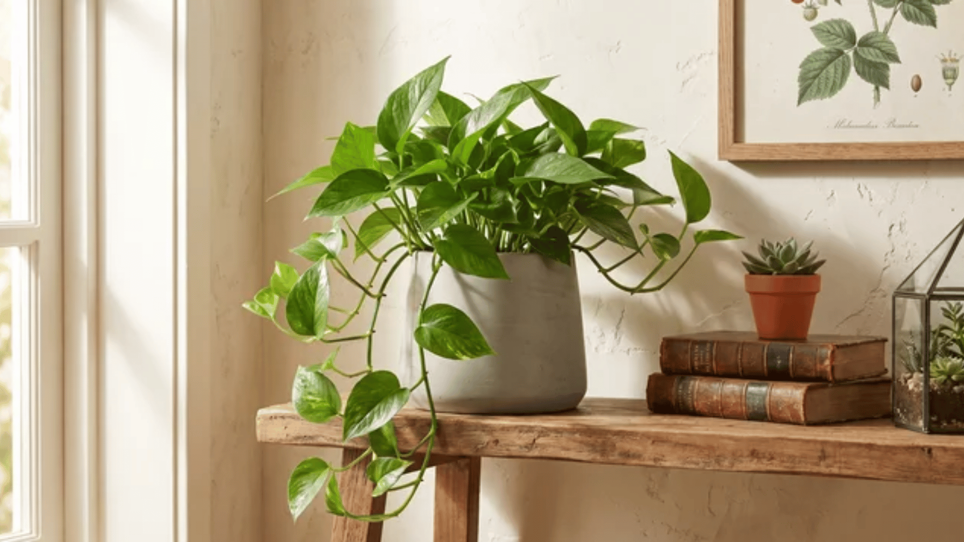 Pothos plant in a gray pot with trailing green vines placed on a wooden shelf beside books and small decor.