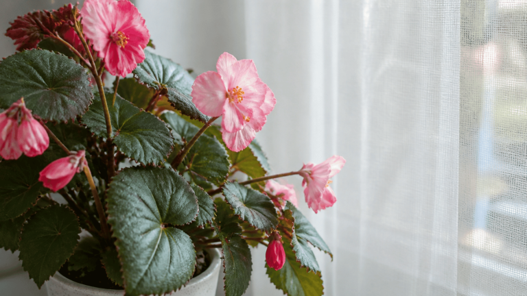 realistic-begonia-plant-near-a-bright-window-with-soft-filtered-sunlight-indoors