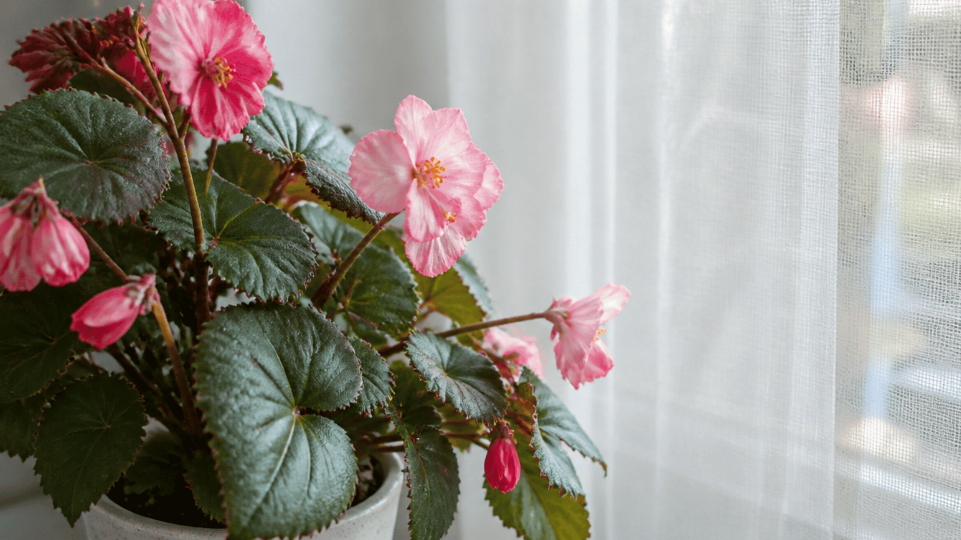 realistic-begonia-plant-near-a-bright-window-with-soft-filtered-sunlight-indoors