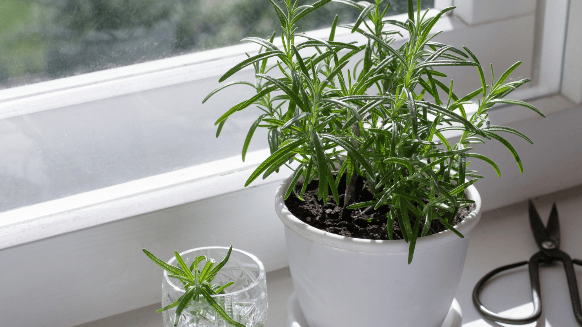 Rosemary plant in a white pot placed on a sunny windowsill beside gardening scissors indoors.