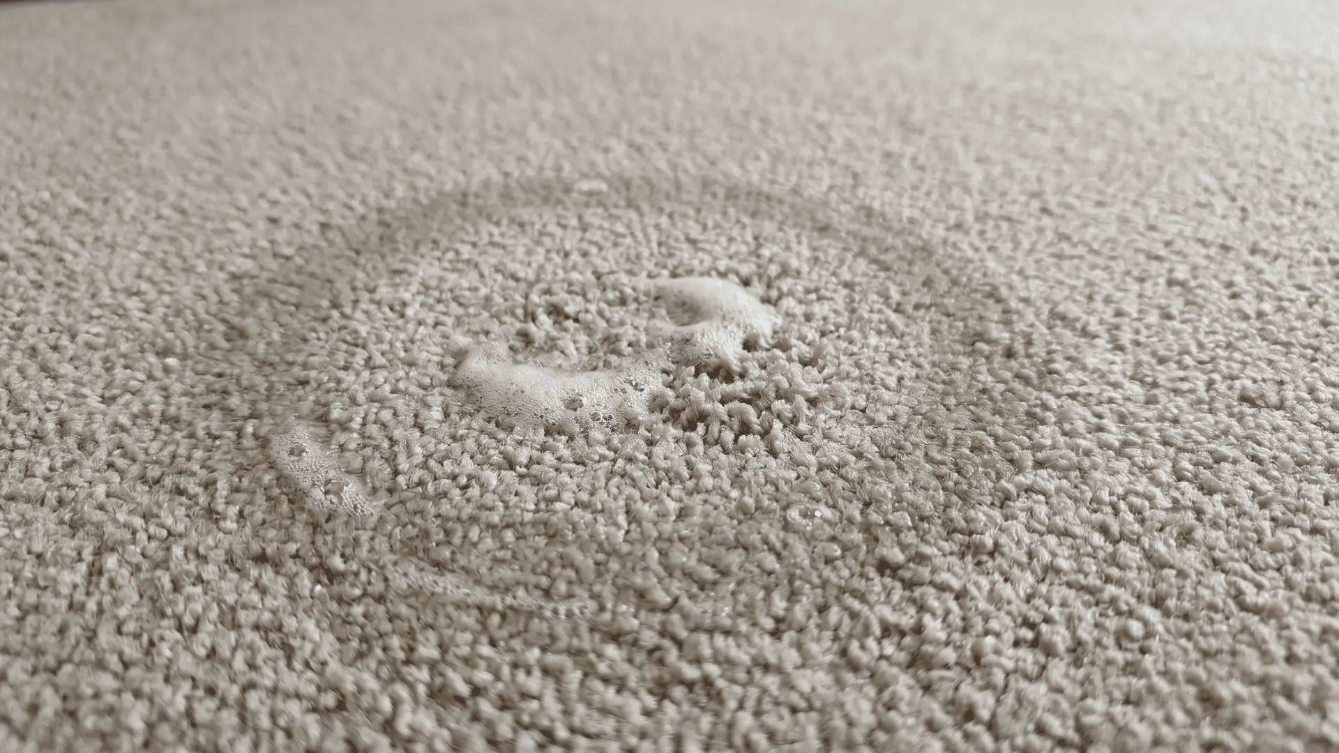 Soapy foam spread lightly across damp carpet fibers after cleaning
