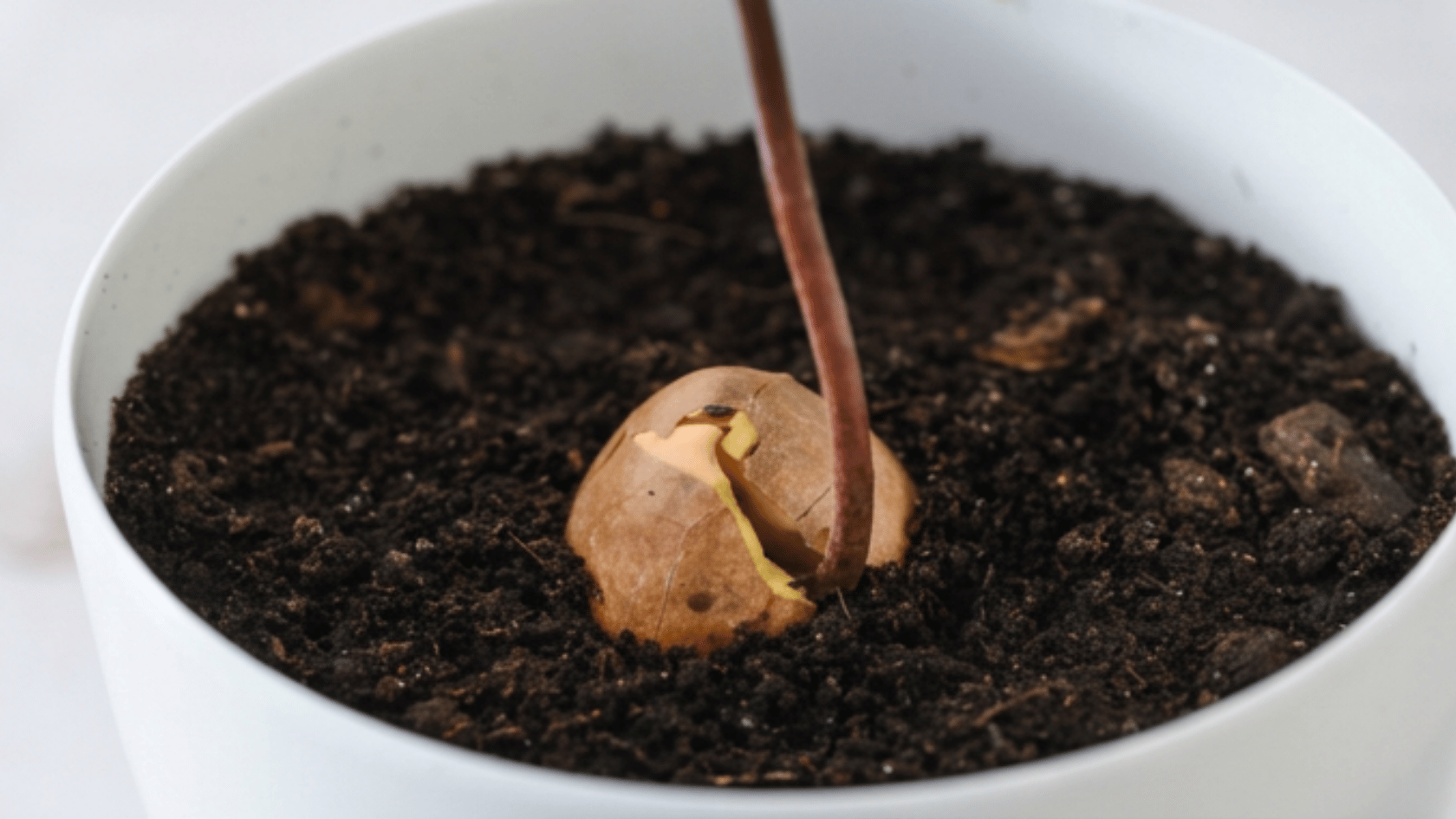 Sprouted avocado seed with long taproot being planted into a small pot of soil