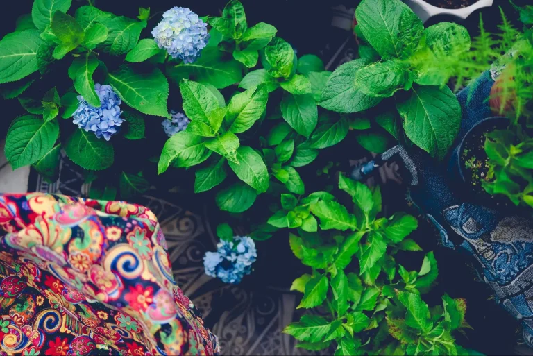 Lush green plants with blue hydrangea flowers and colorful patterned fabric in outdoor setting