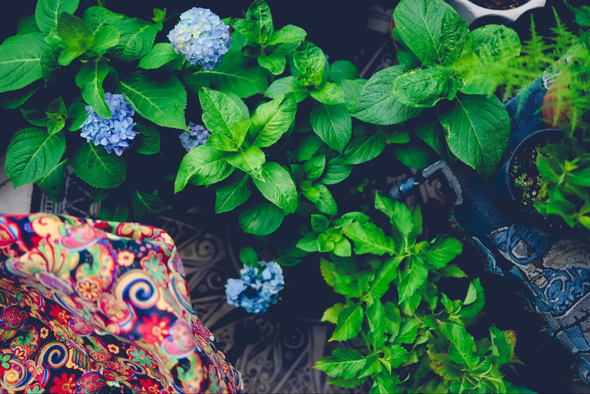 Lush green plants with blue hydrangea flowers and colorful patterned fabric in outdoor setting