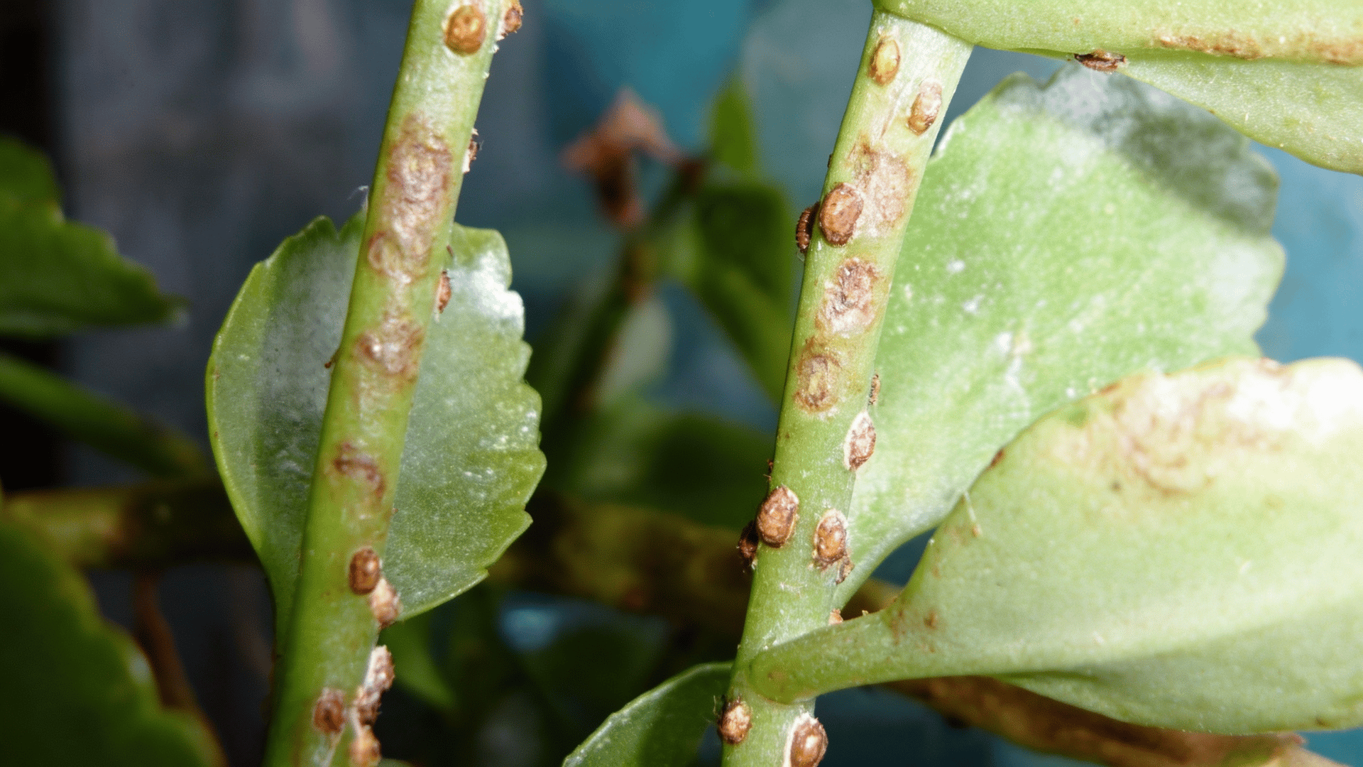 Kalanchoe plant stems showing heavy pest infestation with scale bugs and white residue