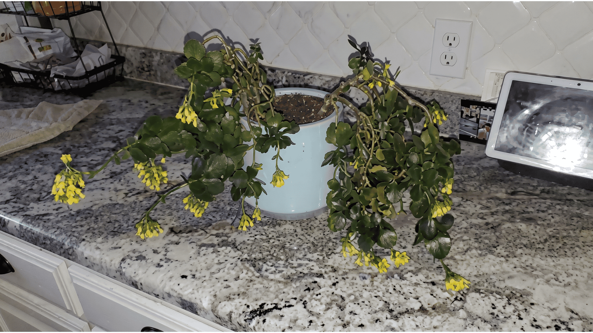 Unhealthy kalanchoe plant with drooping yellow flowers and overgrown stems on a granite countertop