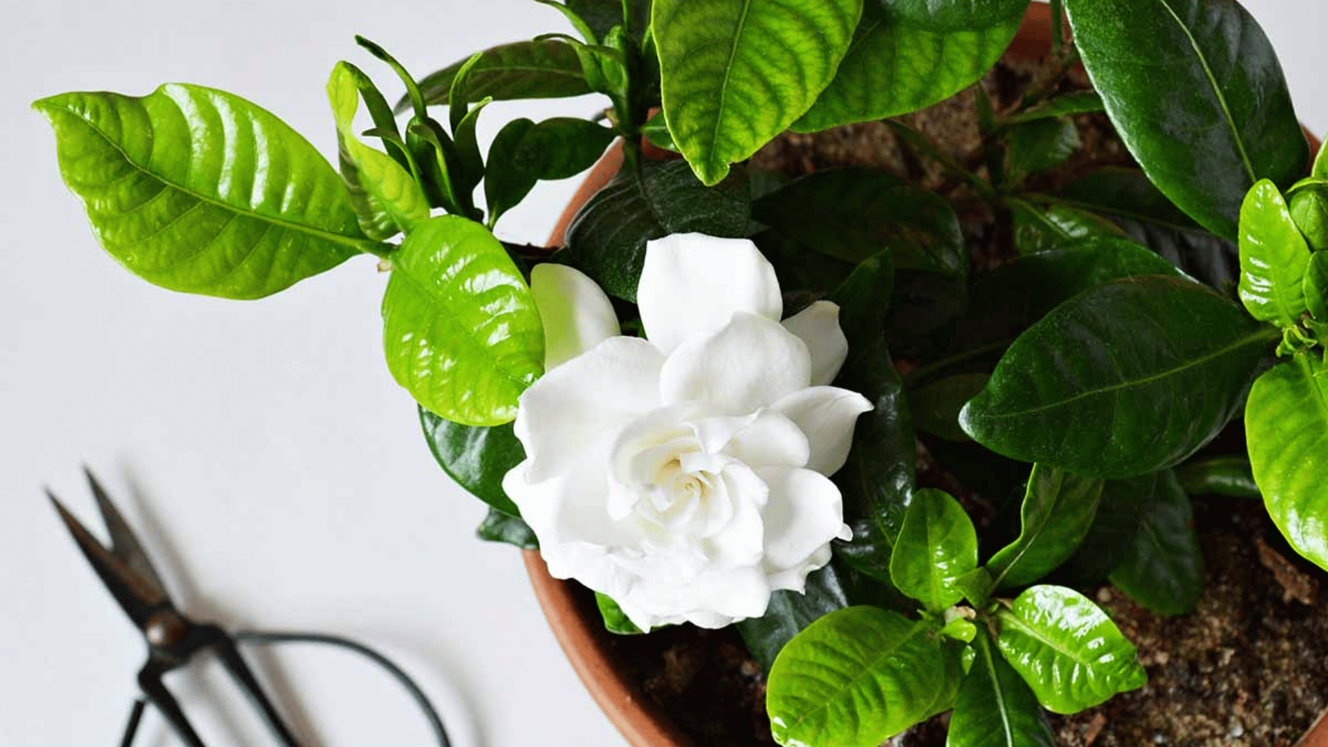 White gardenia flower with glossy green leaves growing in a terracotta pot indoors.