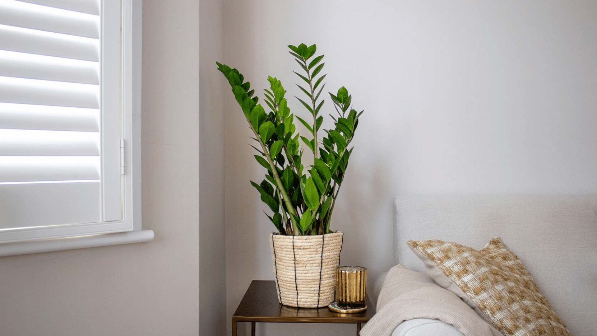ZZ plant in a woven pot on a bedside table beside a bed near a bright bedroom window.